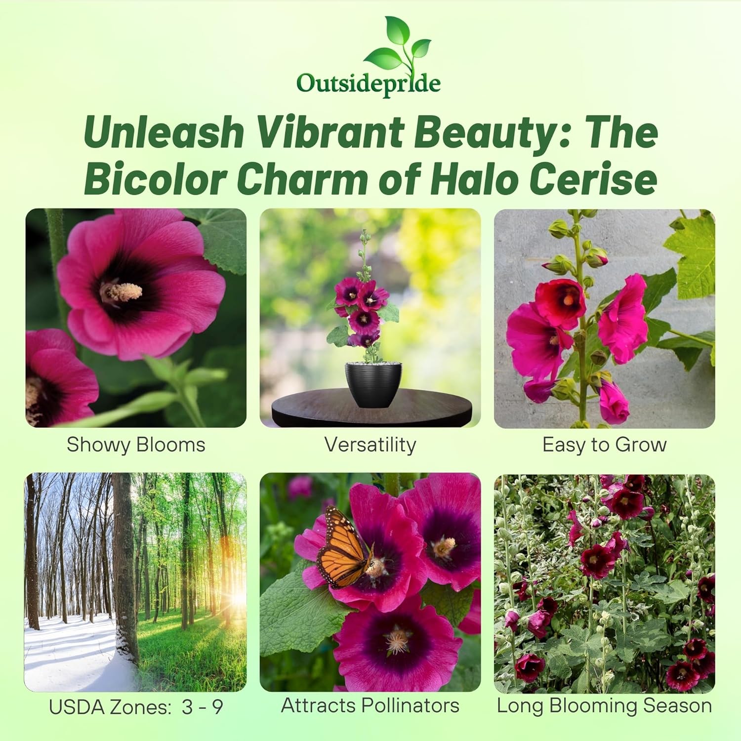 Hollyhock Halo Cerise Flower Seeds