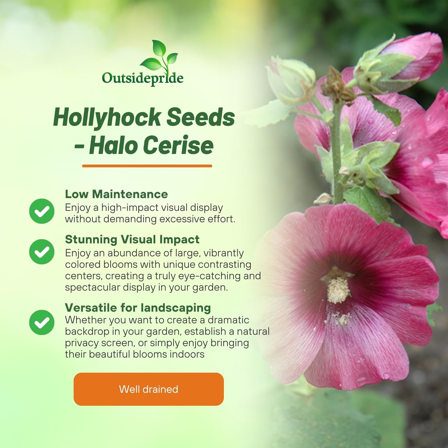 Hollyhock Halo Cerise Cut Flowers