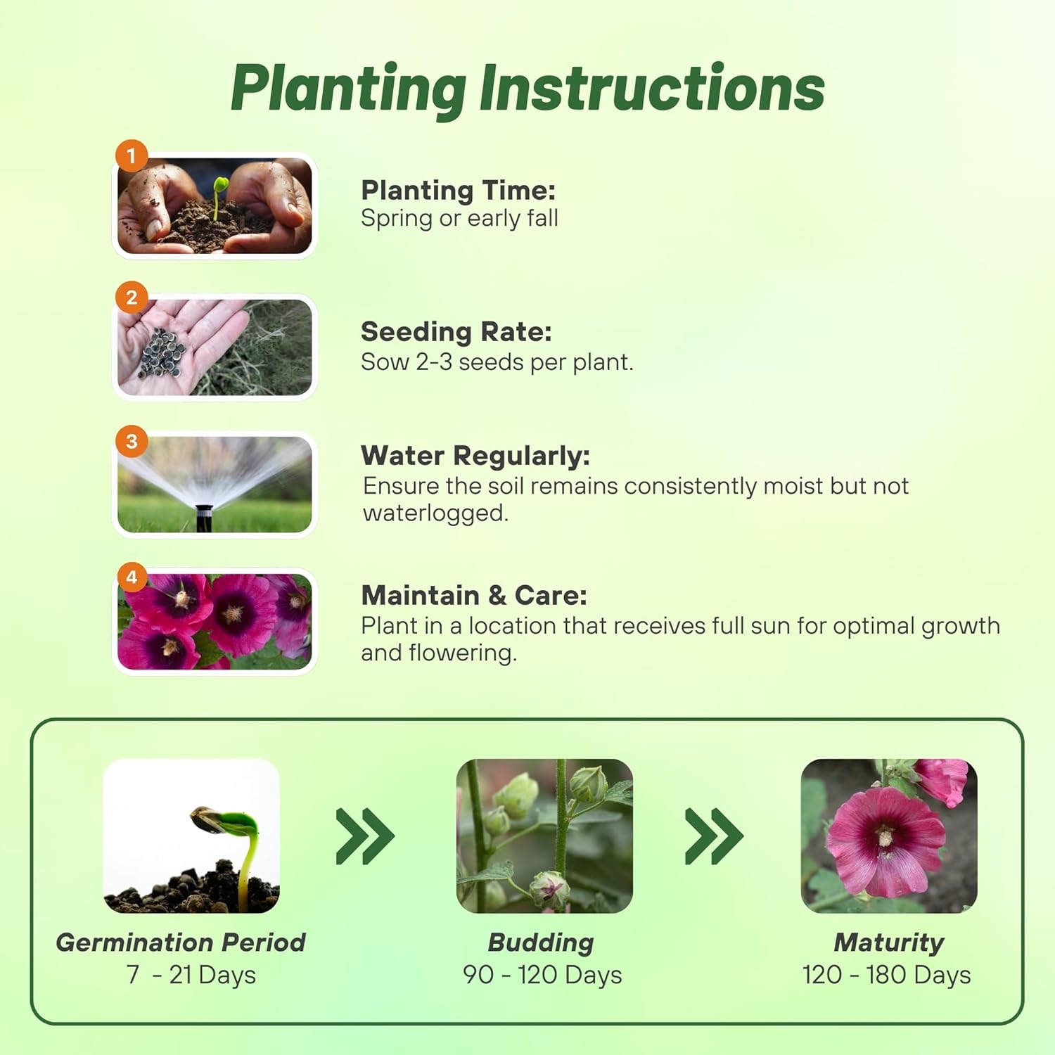 Hollyhock Halo Cerise Planting Directions
