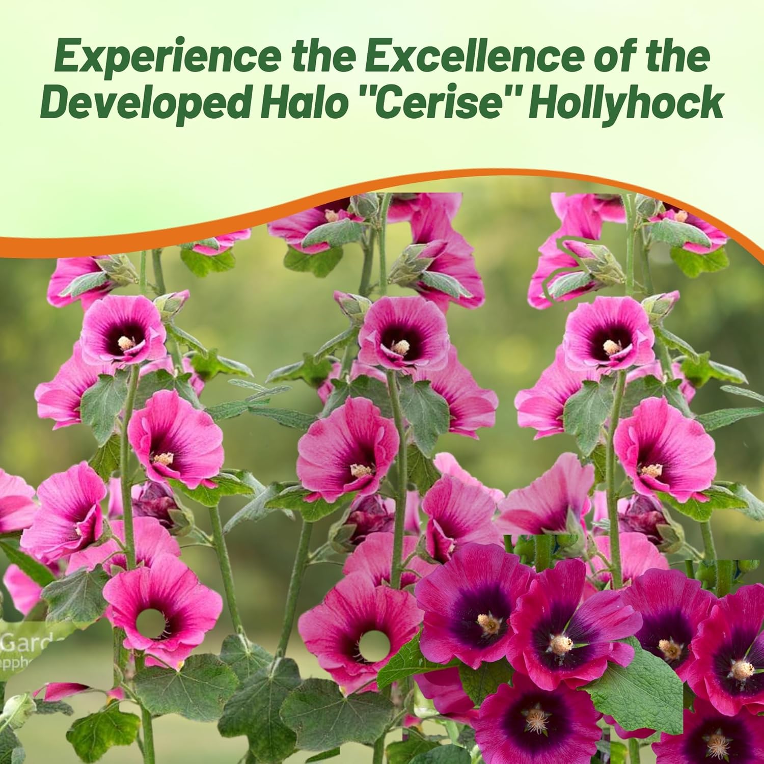 Hollyhock Halo Cerise Flower Bed Seeds