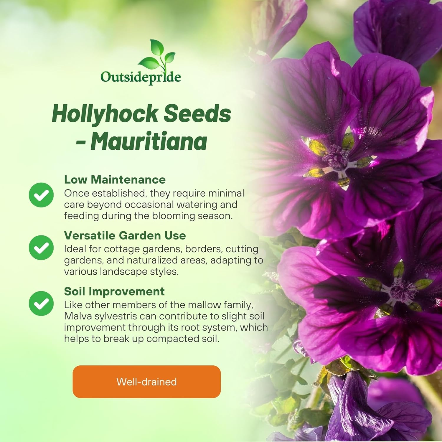 Hollyhock Garden Flower Seed