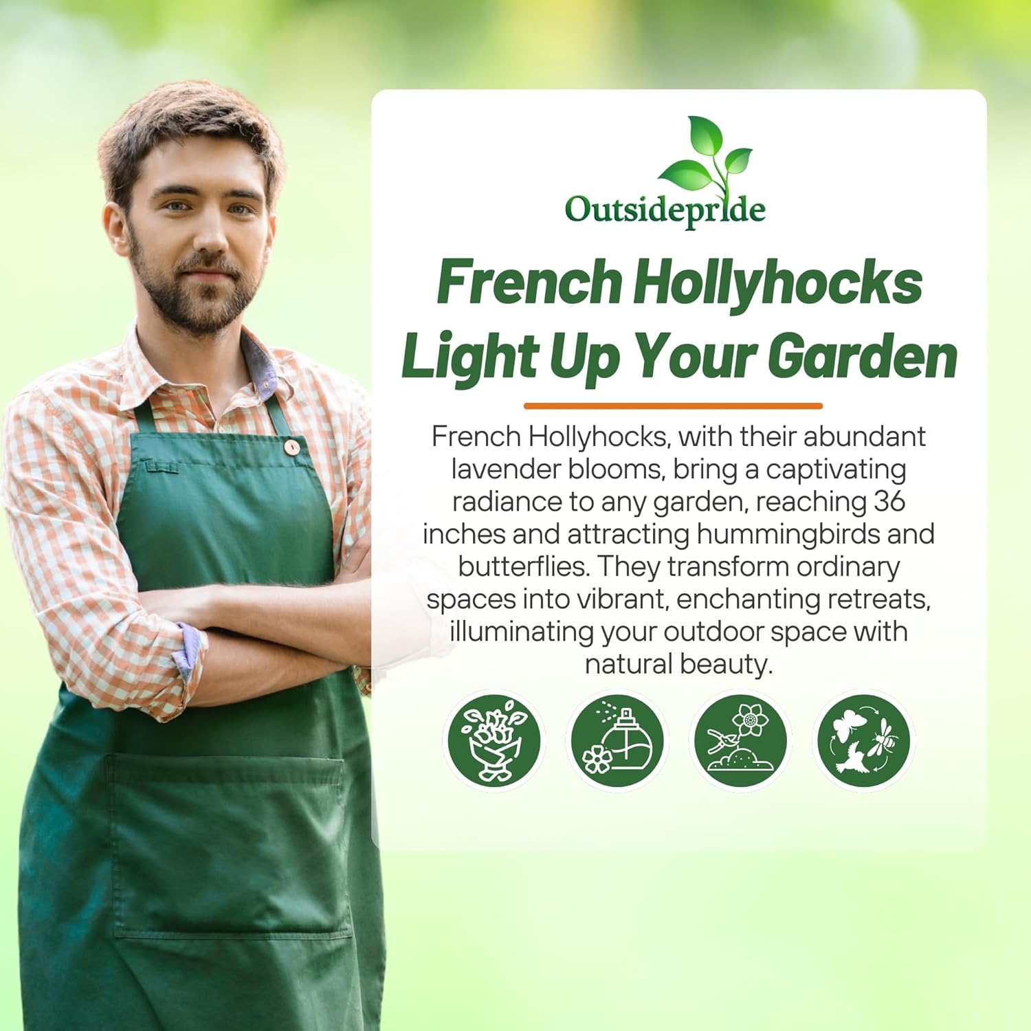 Annual Hollyhock Garden Flower Seed