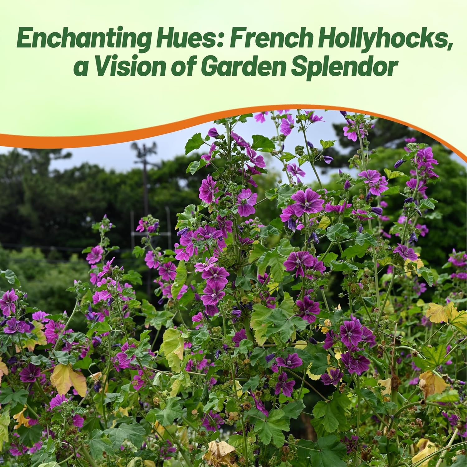 Alcea Hollyhock Garden Flower Seed