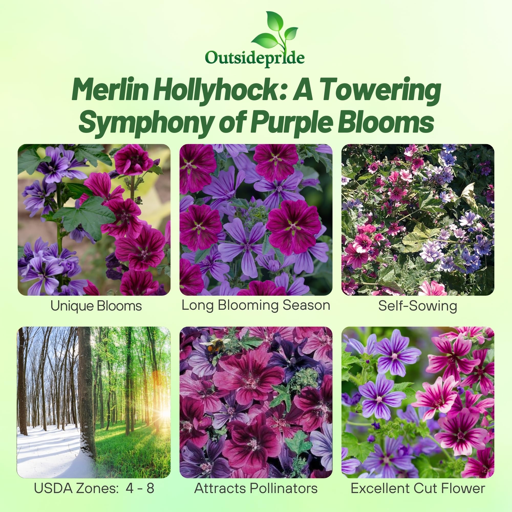 Malva Sylvestris Mystic Merlin
