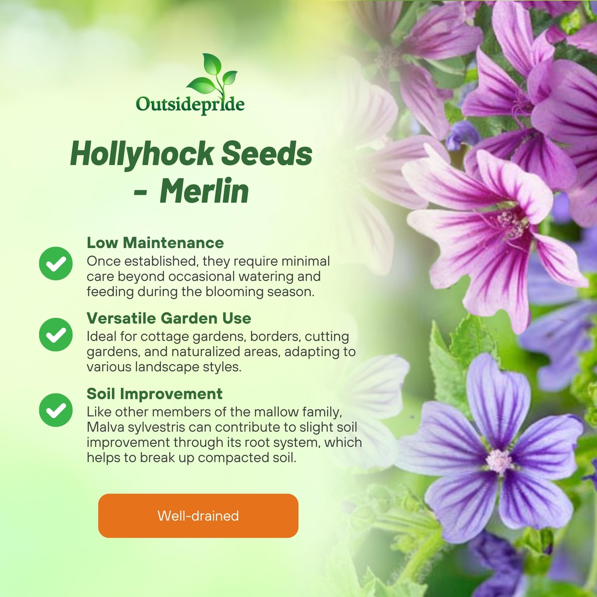 Merlin Hollyhock Planting Directions