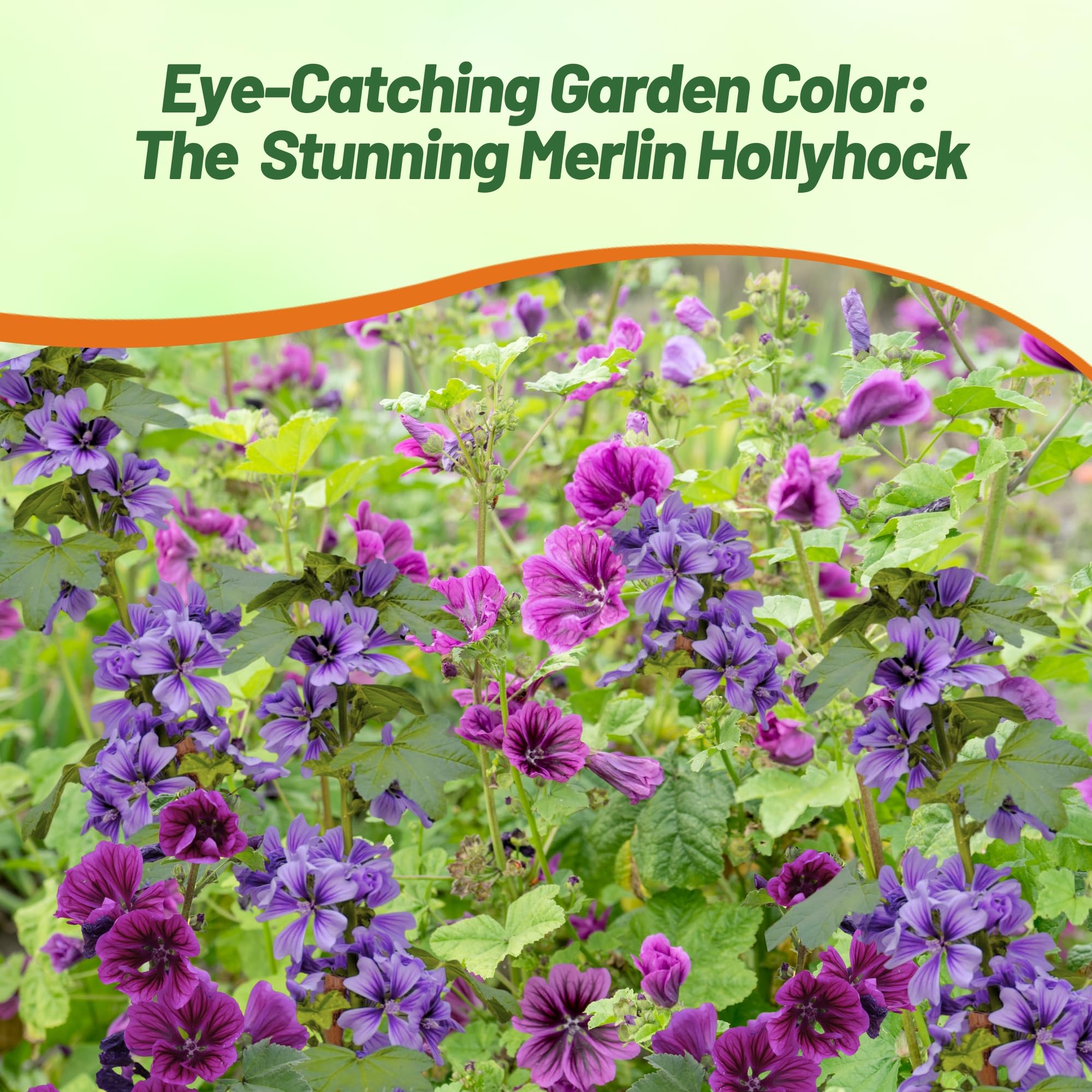 Merlin Hollyhock Flower Bed