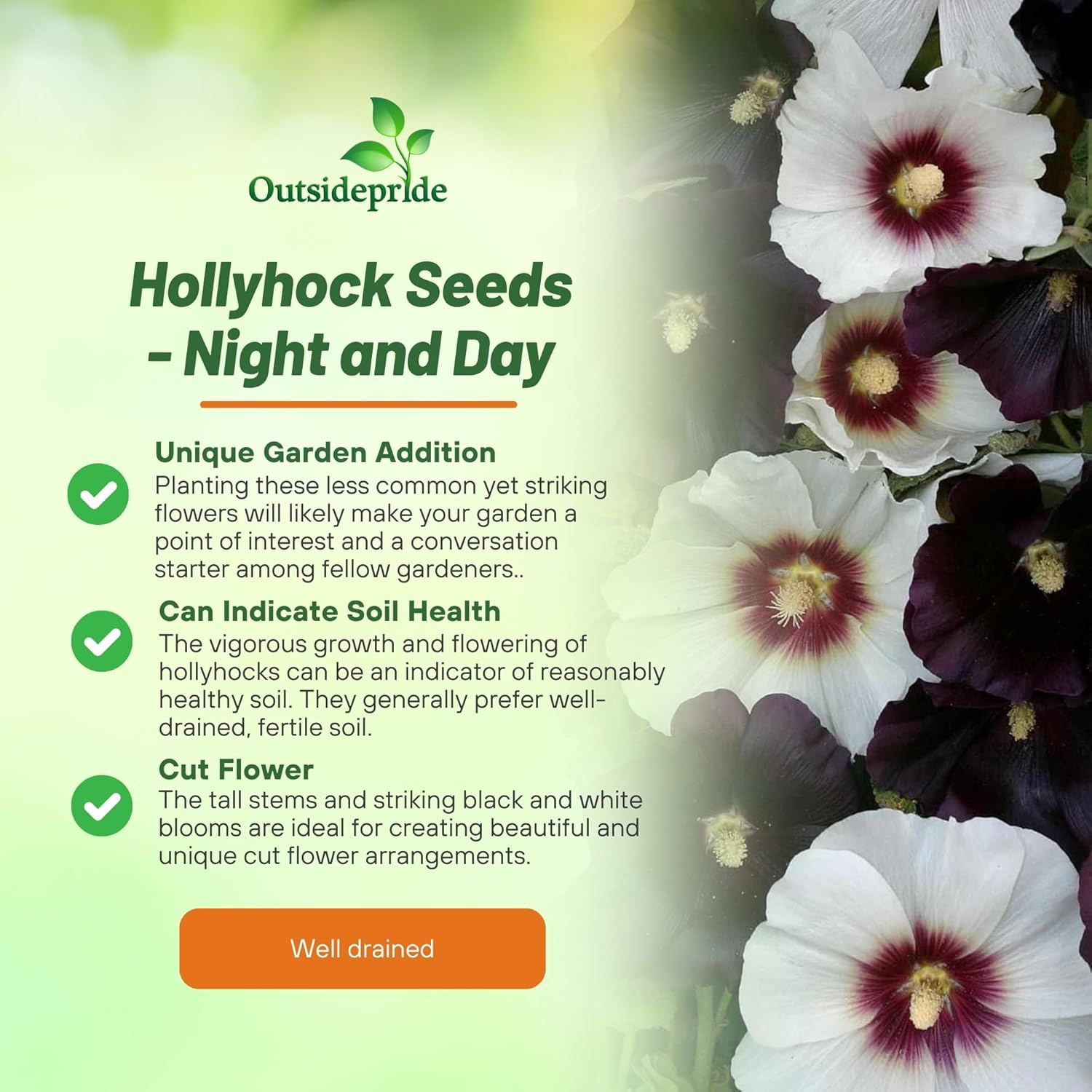 Hollyhock Night and Day Planting Directions