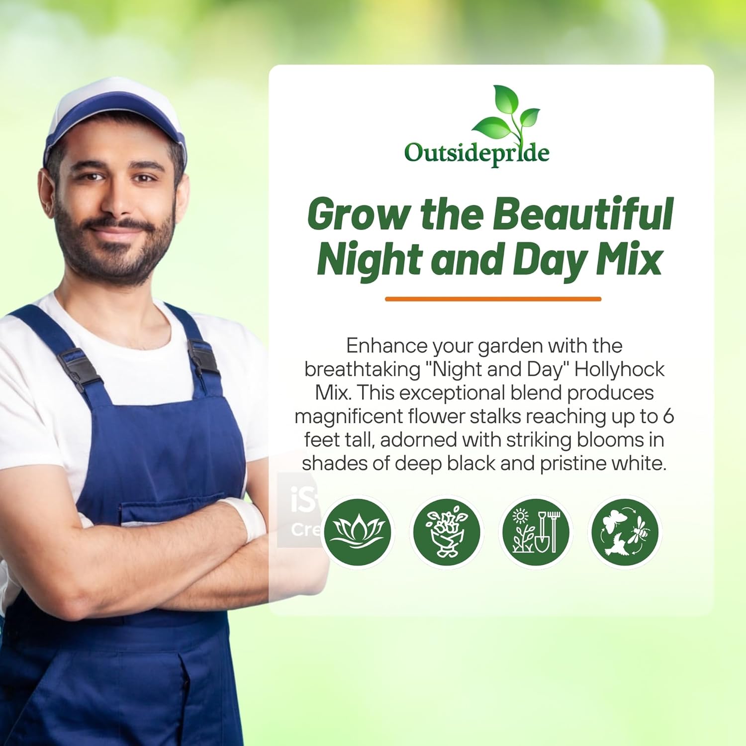 Hollyhock Night and Day Container Plants