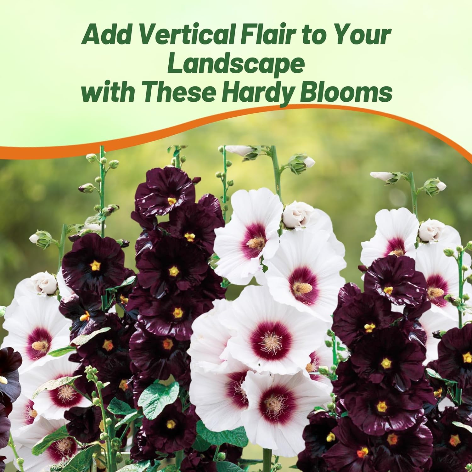 Hollyhock Night and Day Cut Flowers