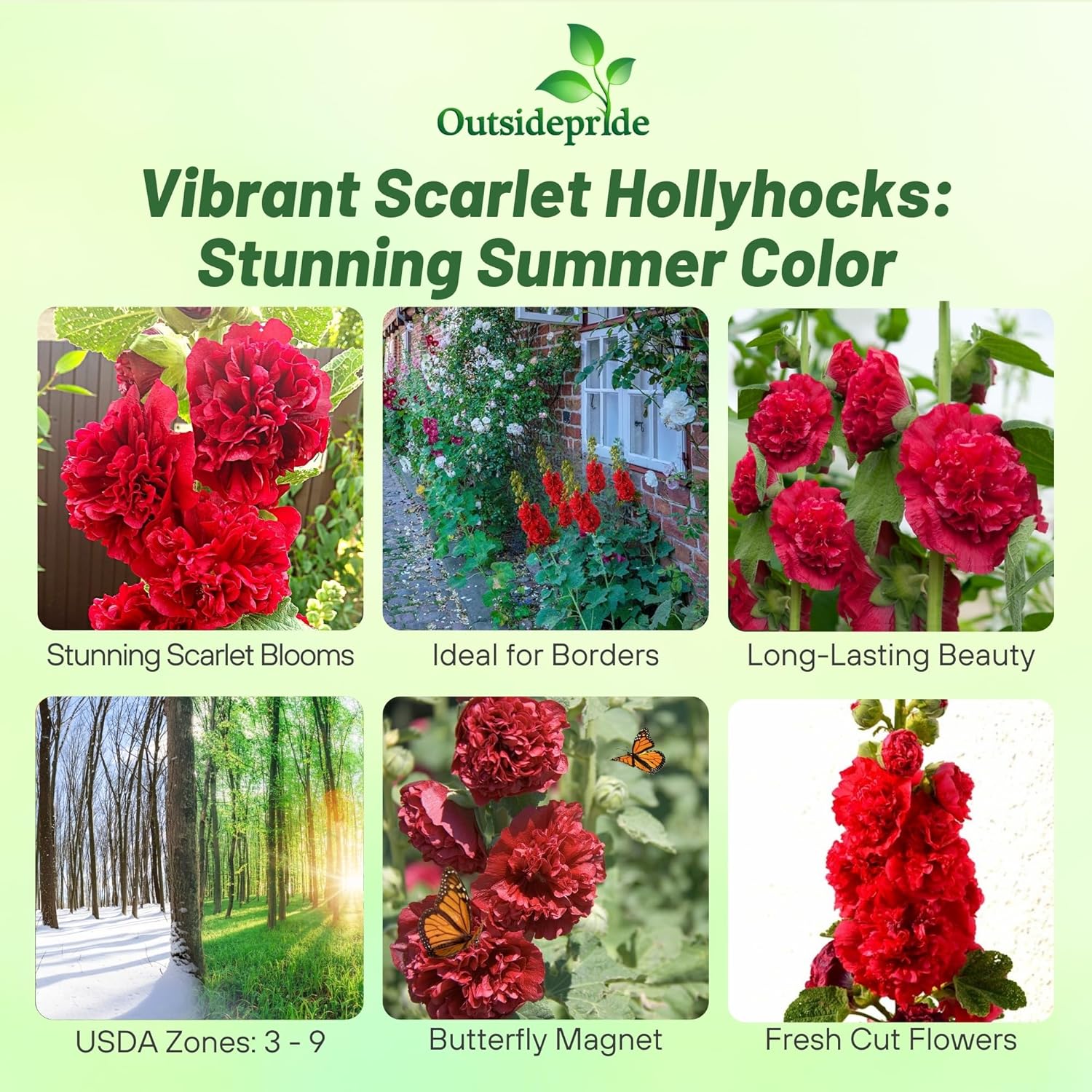 Hollyhock O'Hara Flower Seeds