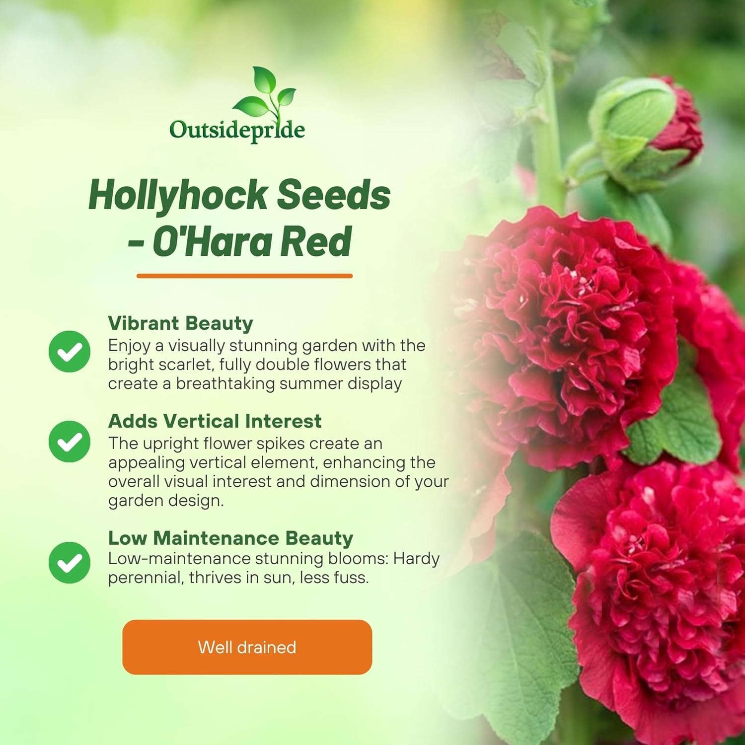 Hollyhock O'Hara Garden Flowers