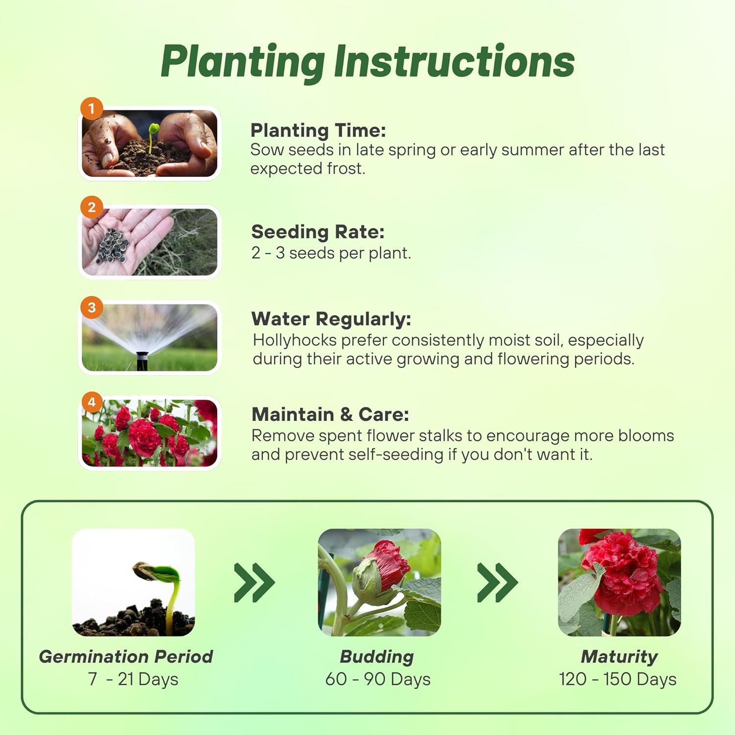 Hollyhock O'Hara Planting Directions