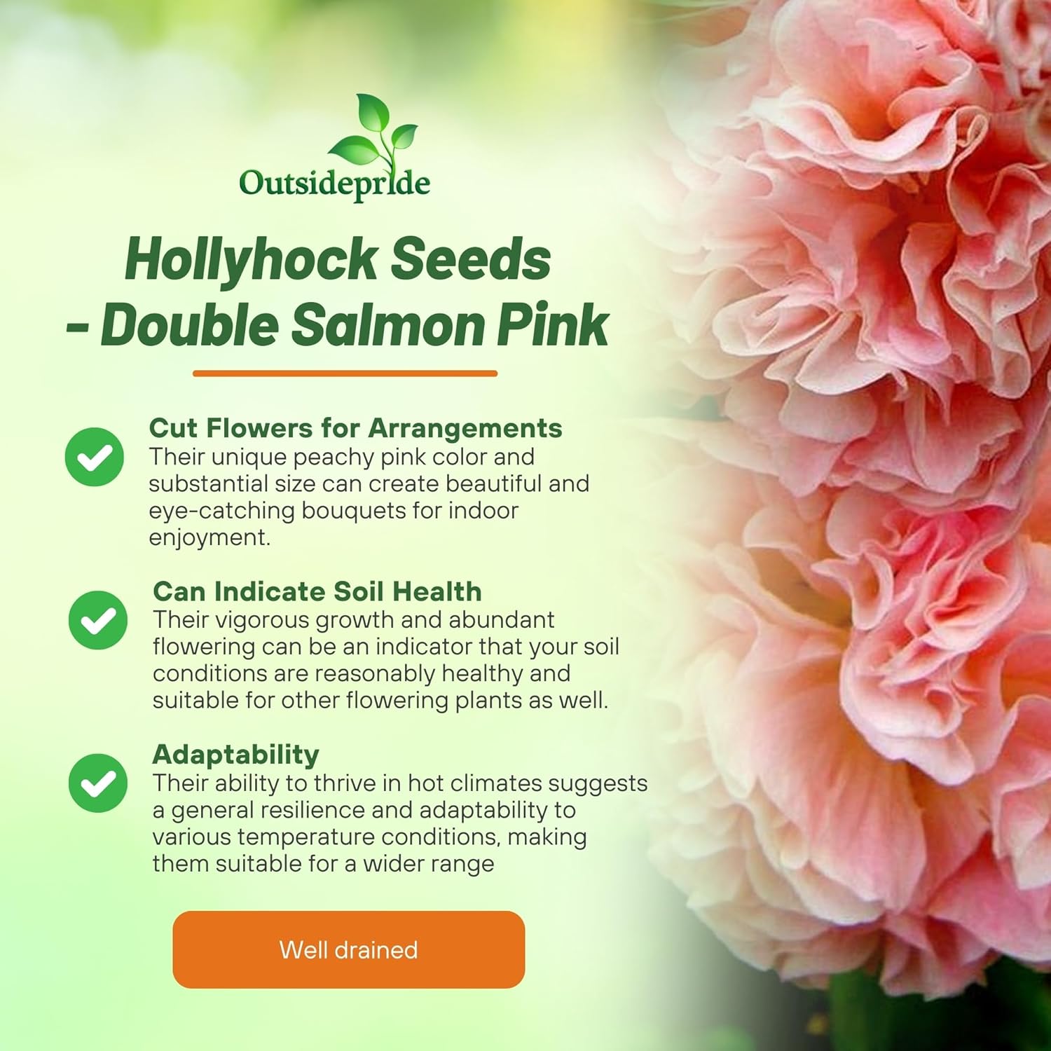 Hollyhock Salmon Pink Planting Directions