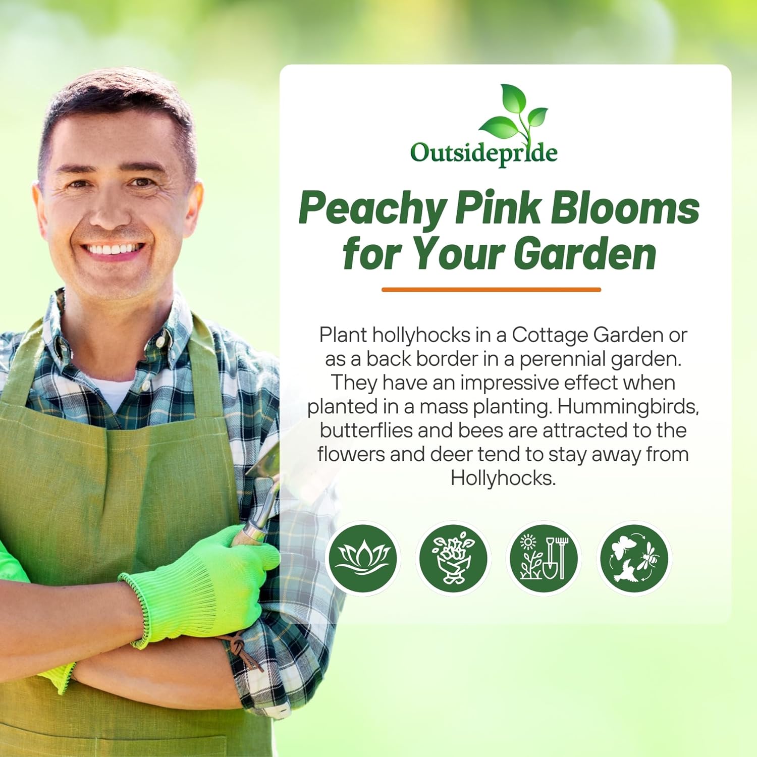 Hollyhock Salmon Pink Container Plants