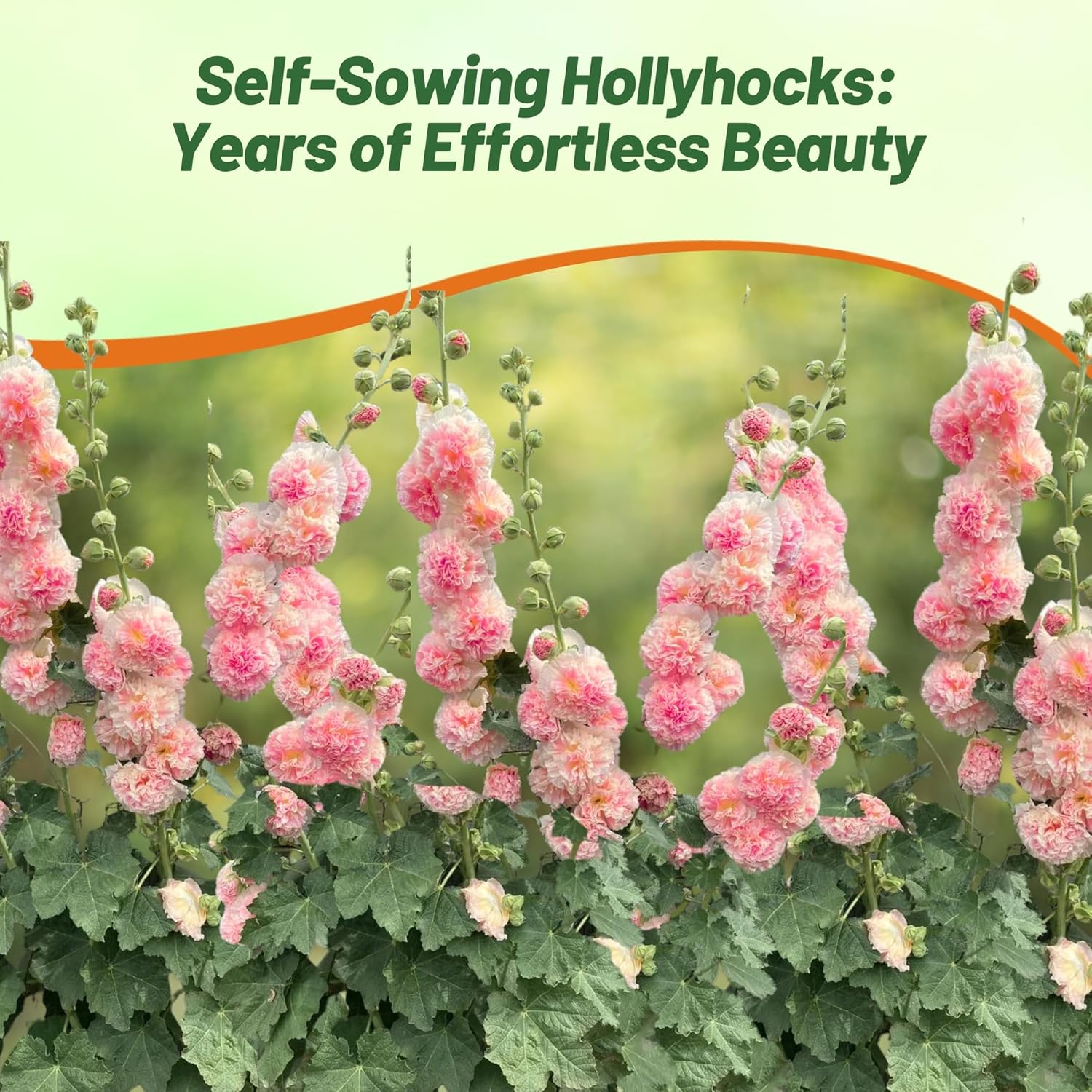 Hollyhock Salmon Pink Cut Flowers