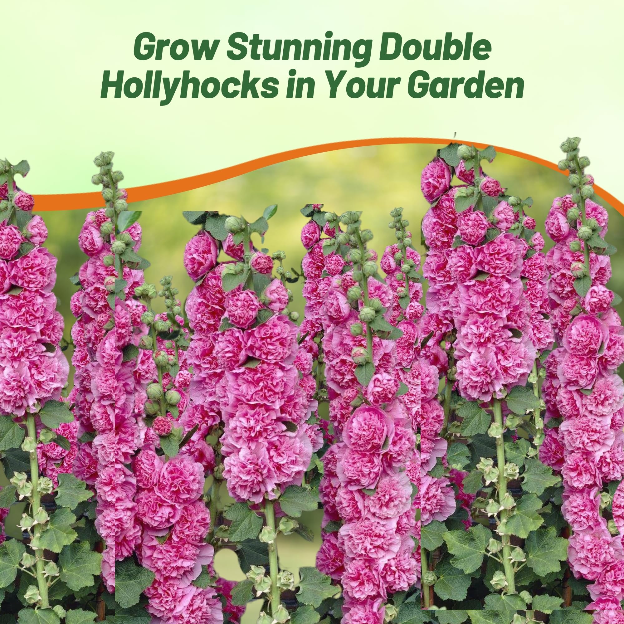 Hollyhock Double Violet Planting Directions