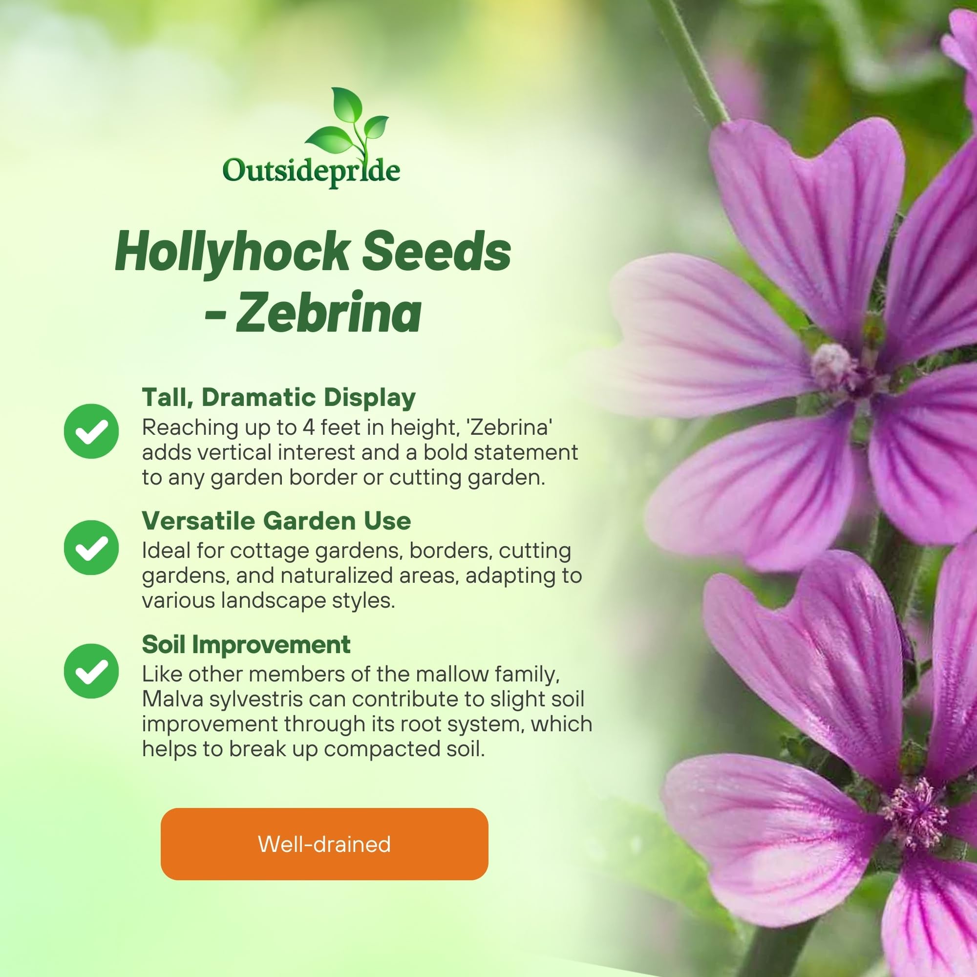 Hollyhock Zebrina Flowers