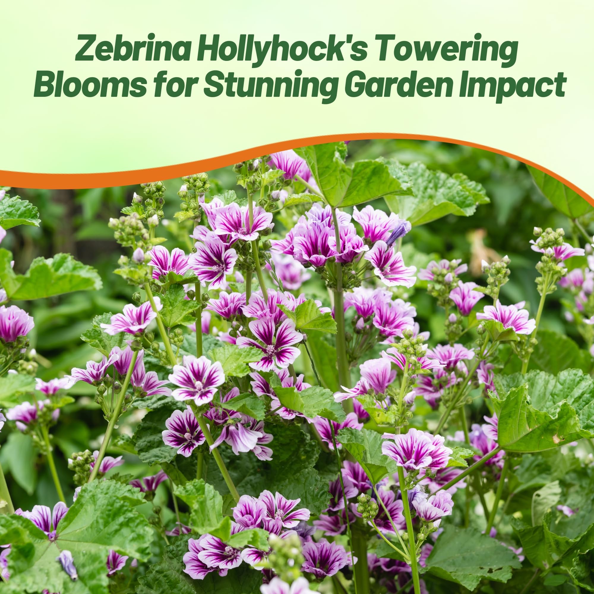 Malva Sylvestris Zebrina Flower Garden