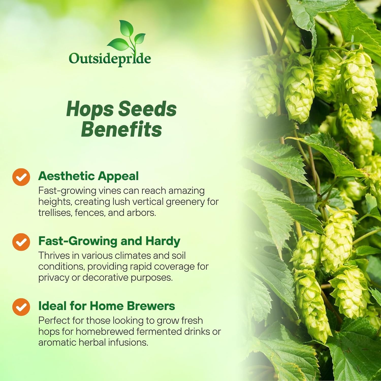 Hops Beer Garden Seeds