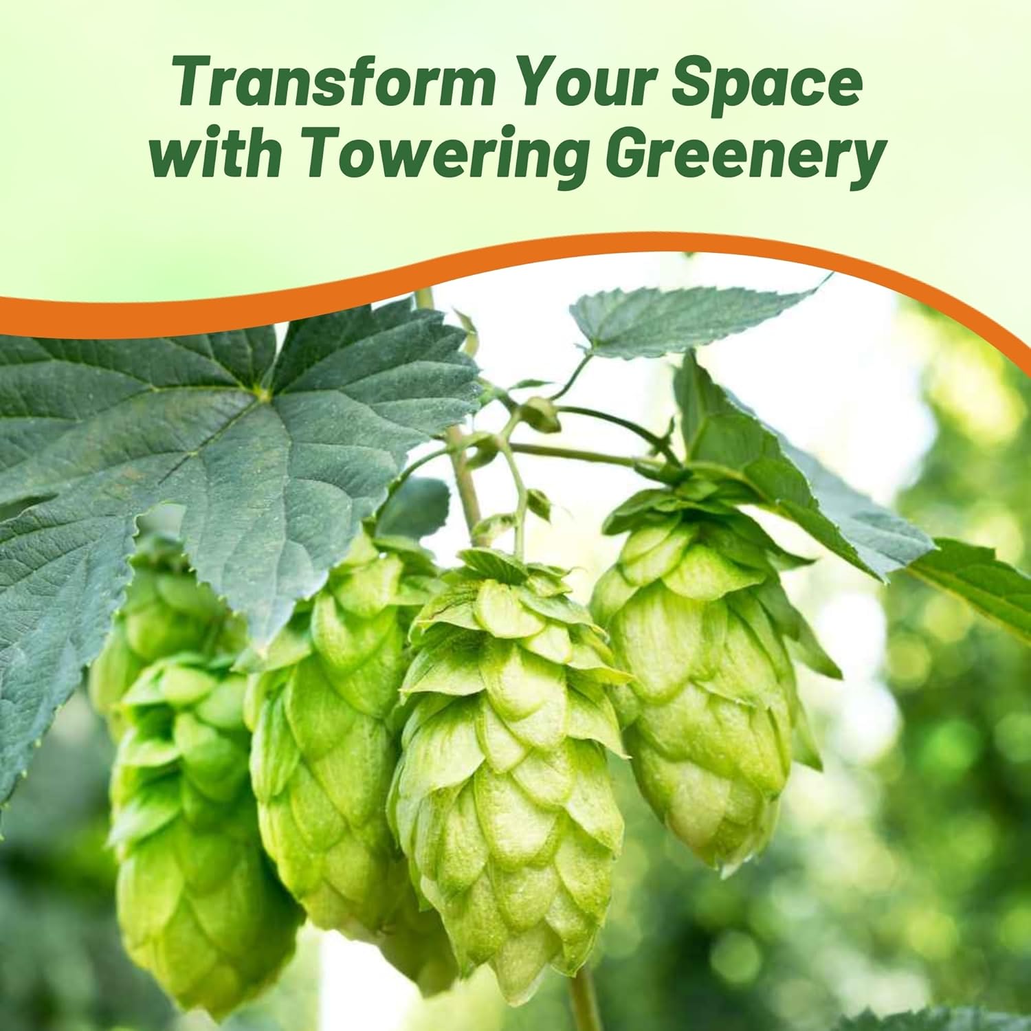 Hops Plants