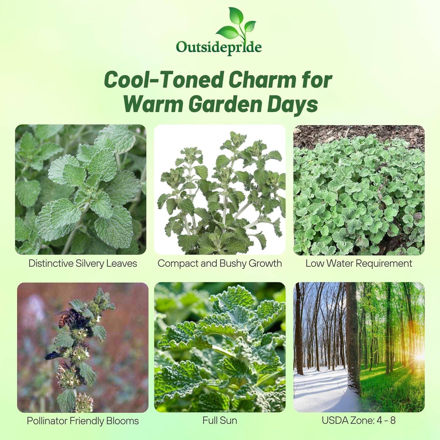 Marrubium Vulgare Horehound Herb