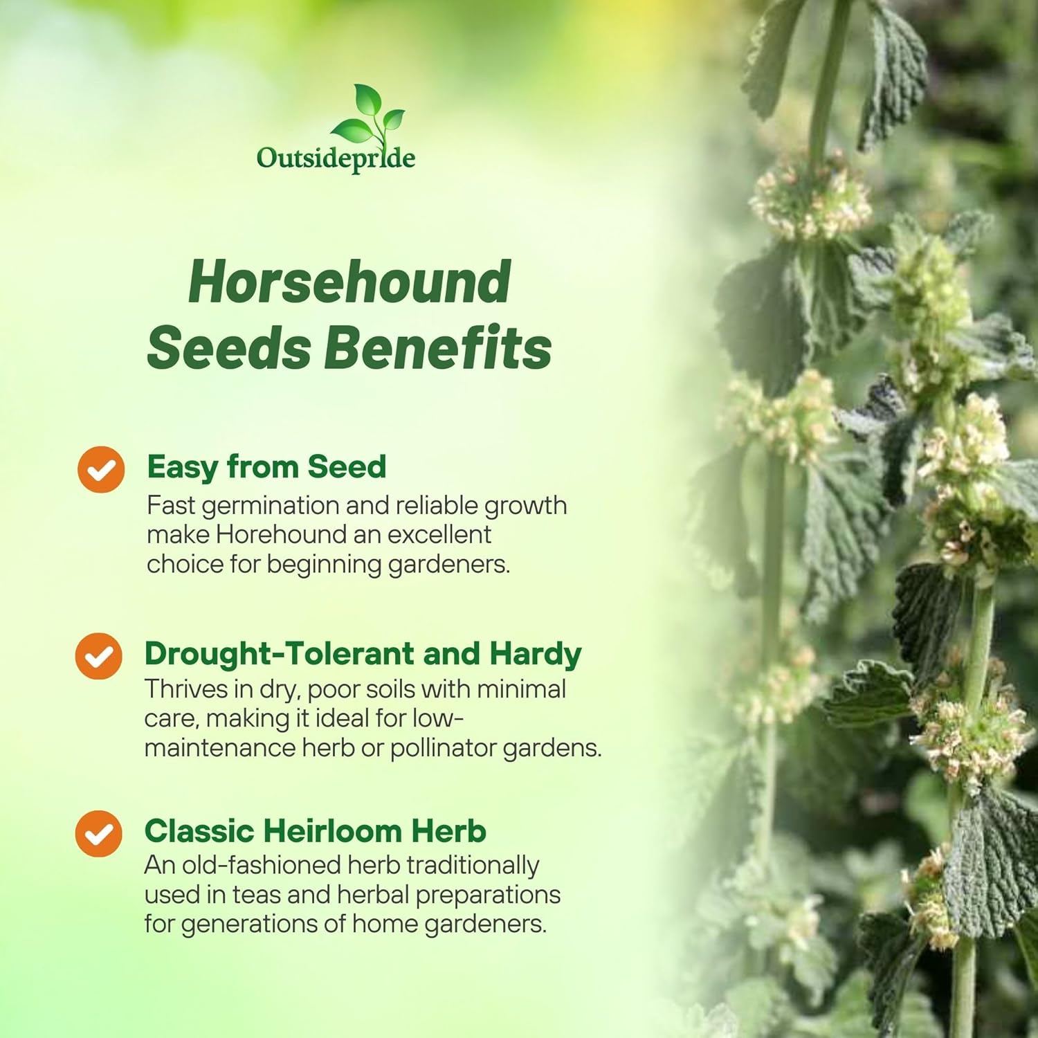 Perennial Horehound Candy Plant