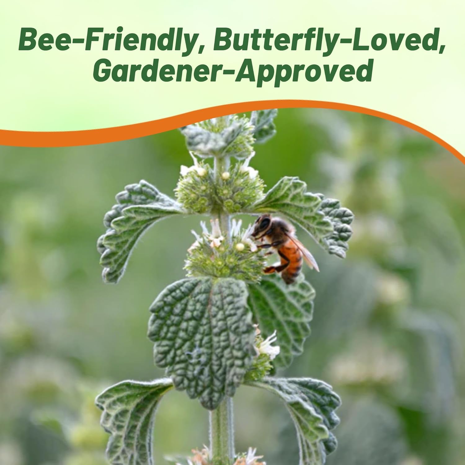 Horehound Herb Pollinating Plants