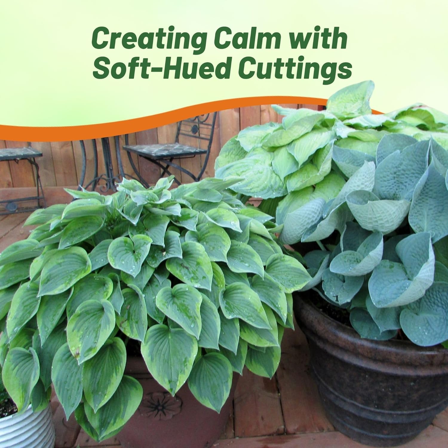Hosta Container Plants Grown From Seeds