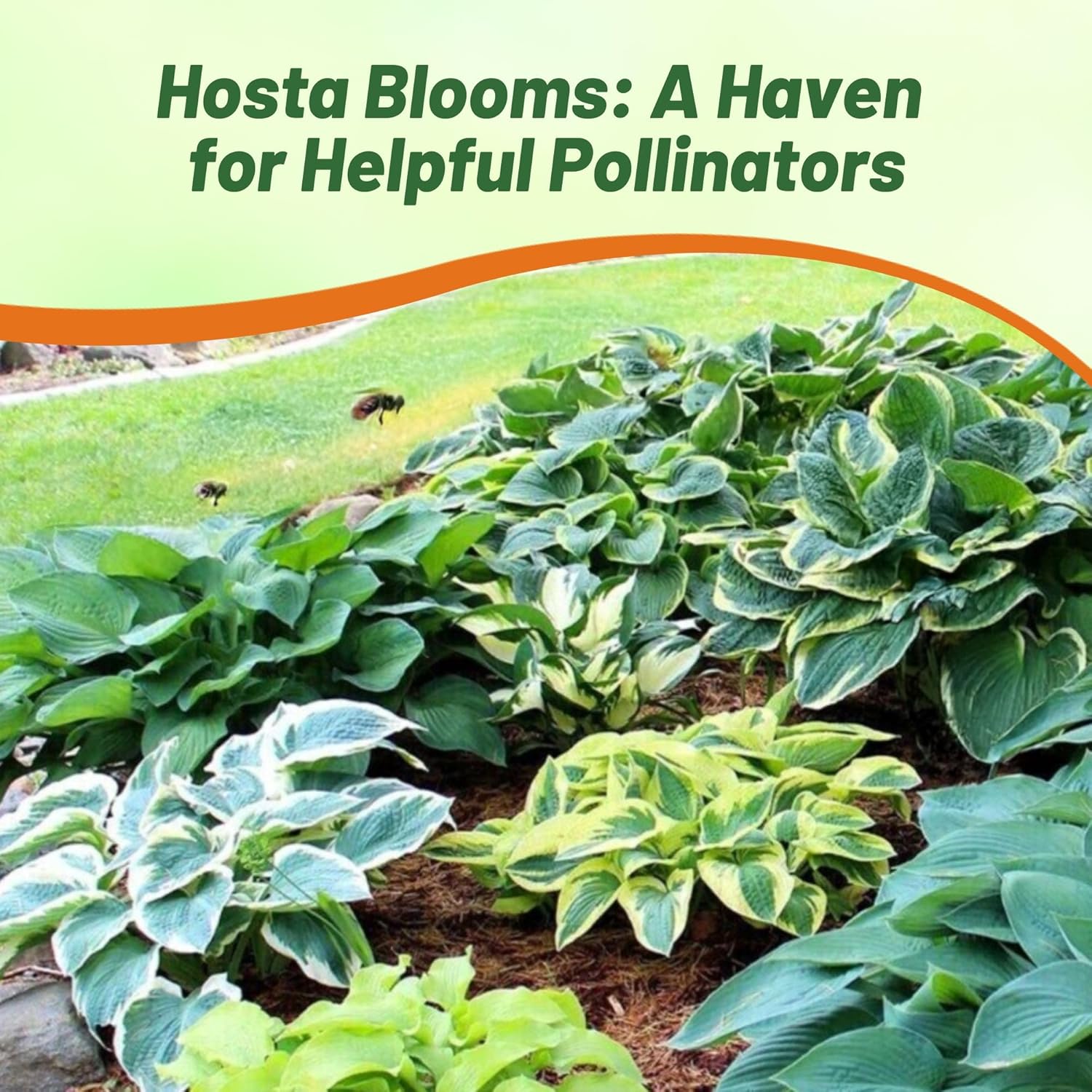 Shade Loving Hosta Plants