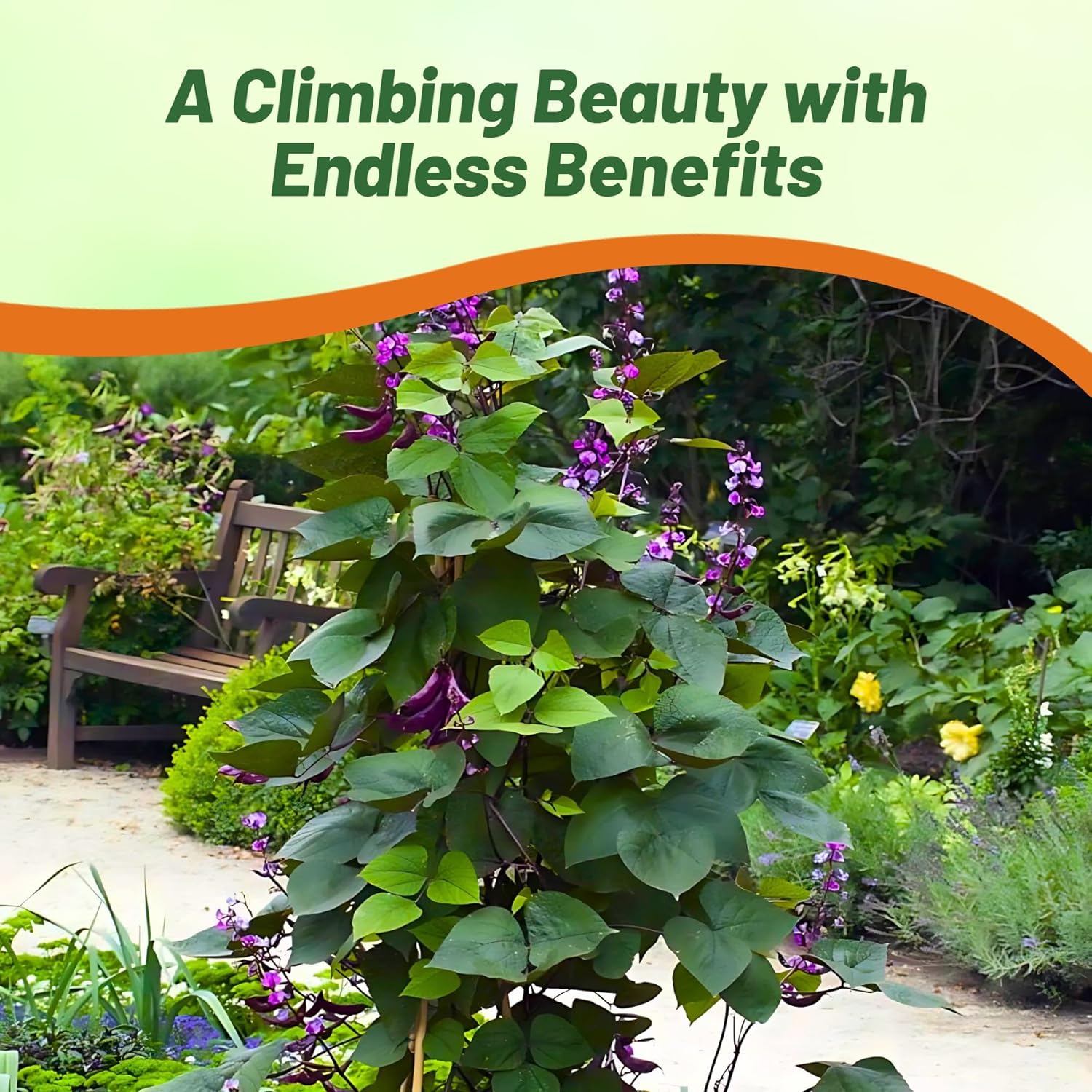 Green Leaf Lablab Hyacinth Bean
