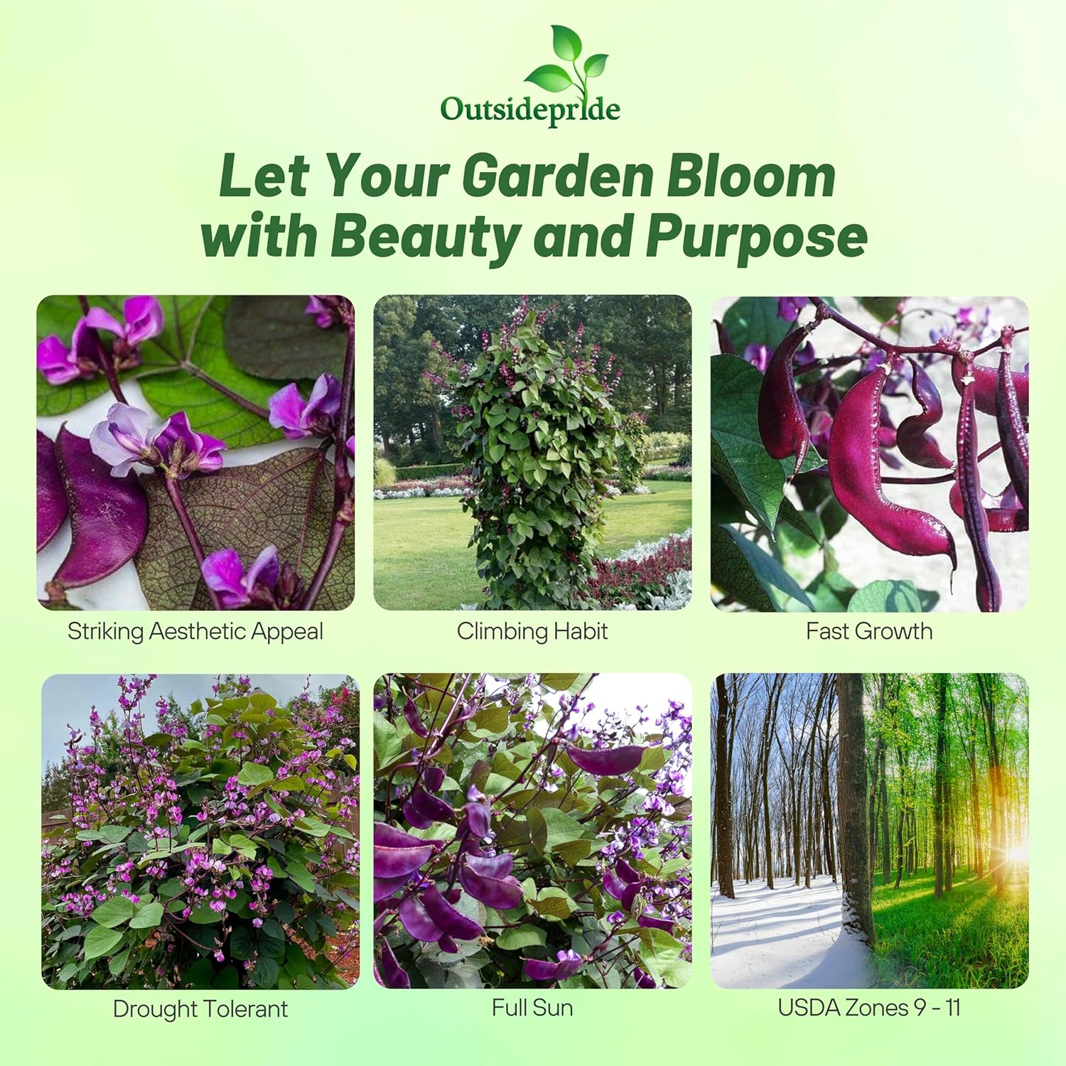 Hyacinth Bean Redleaved Flowering Vines