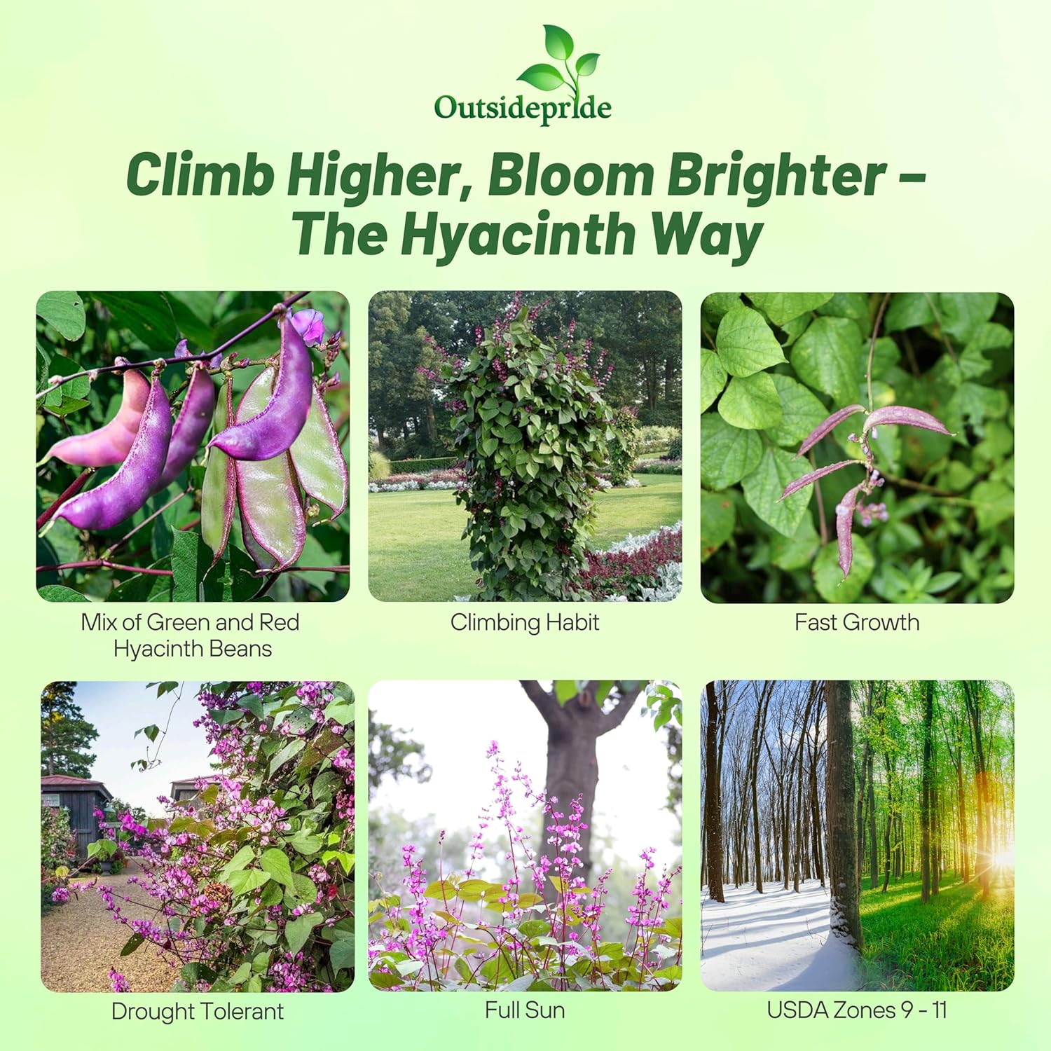 Dolichos Lablab Vine Seed Mix