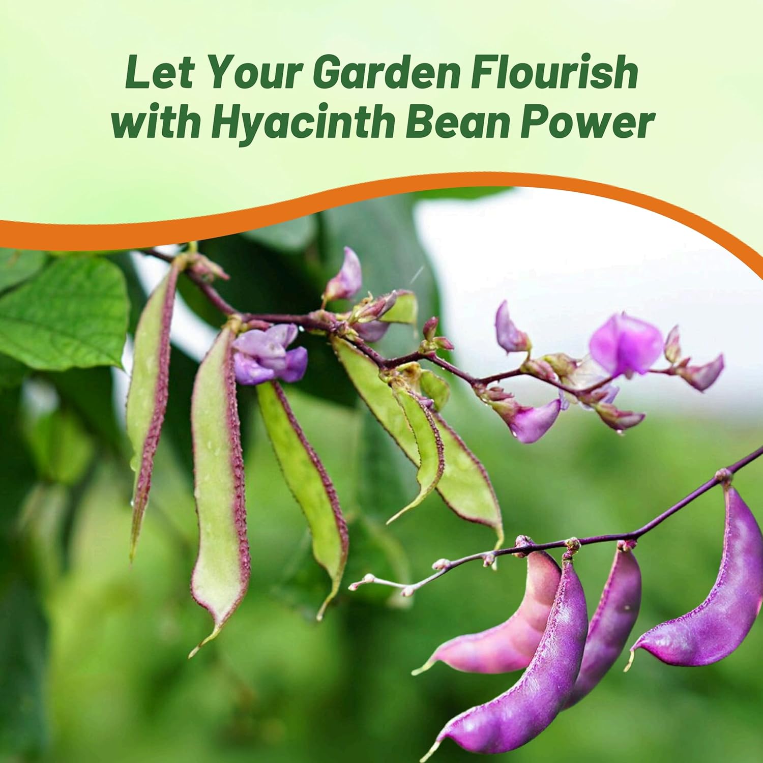 Hyacinth Bean Climbing Vine Mixture