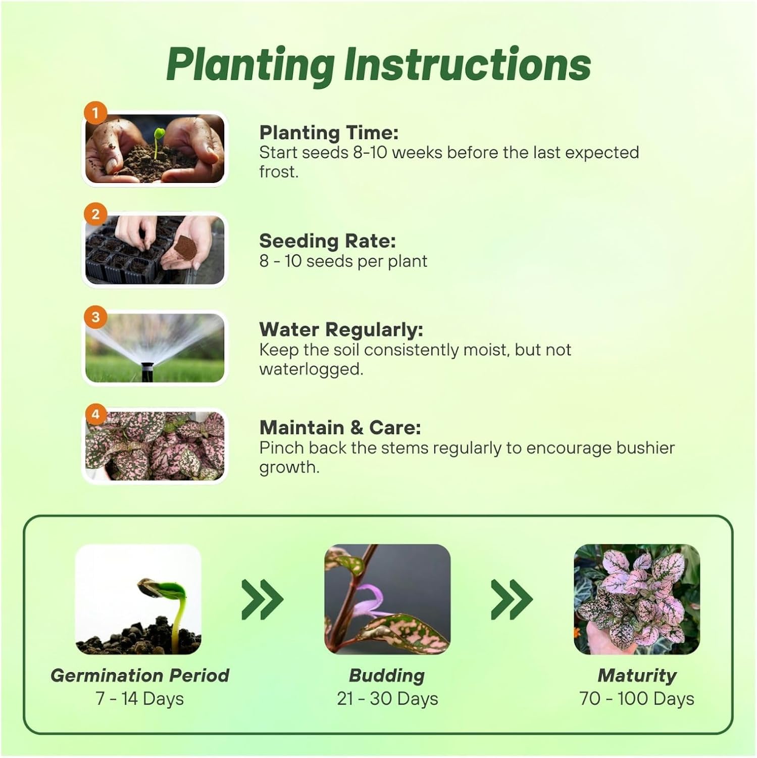 Hypoestes Pink Polka Dot Planting Directions