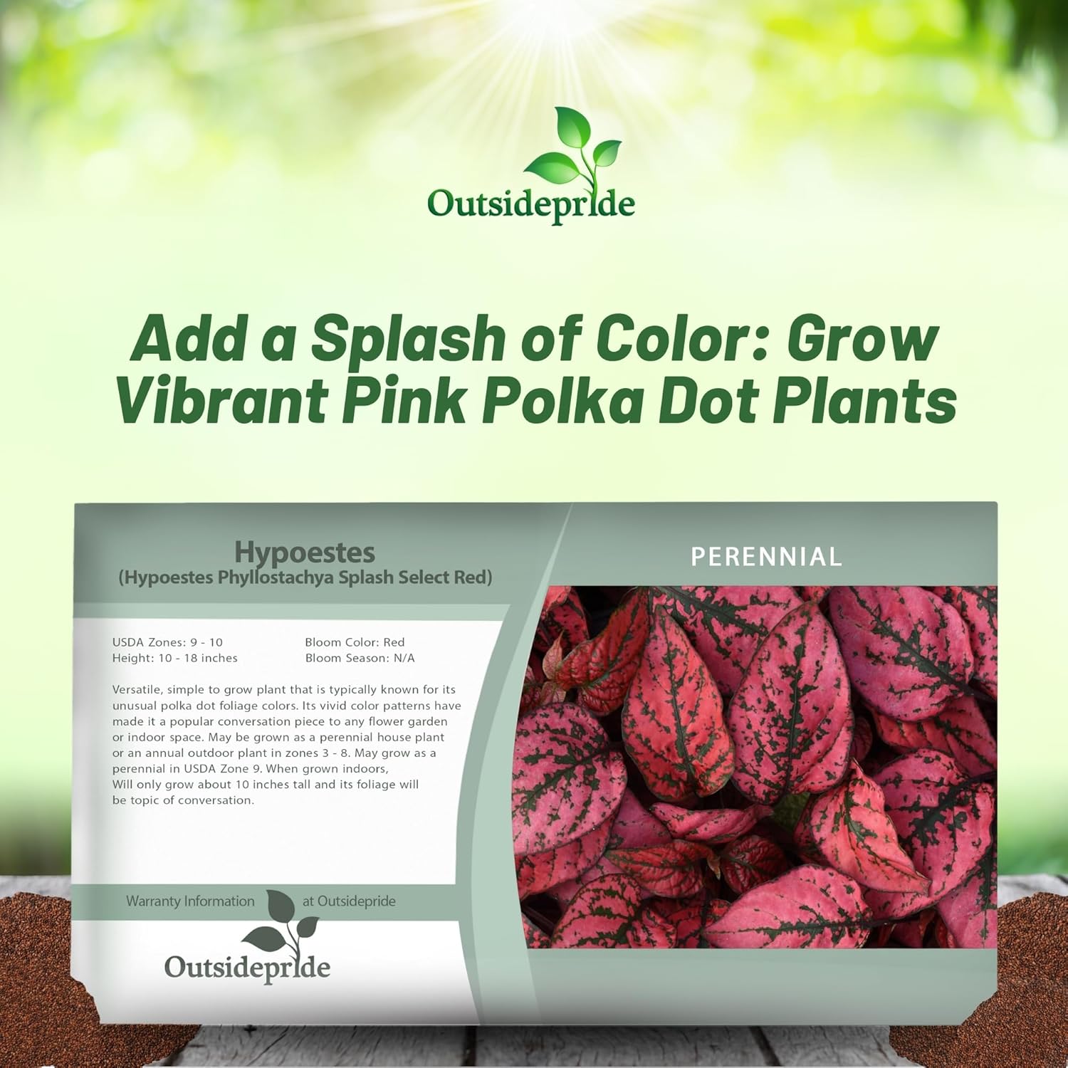 Hypoestes Splash Red Seed Packet