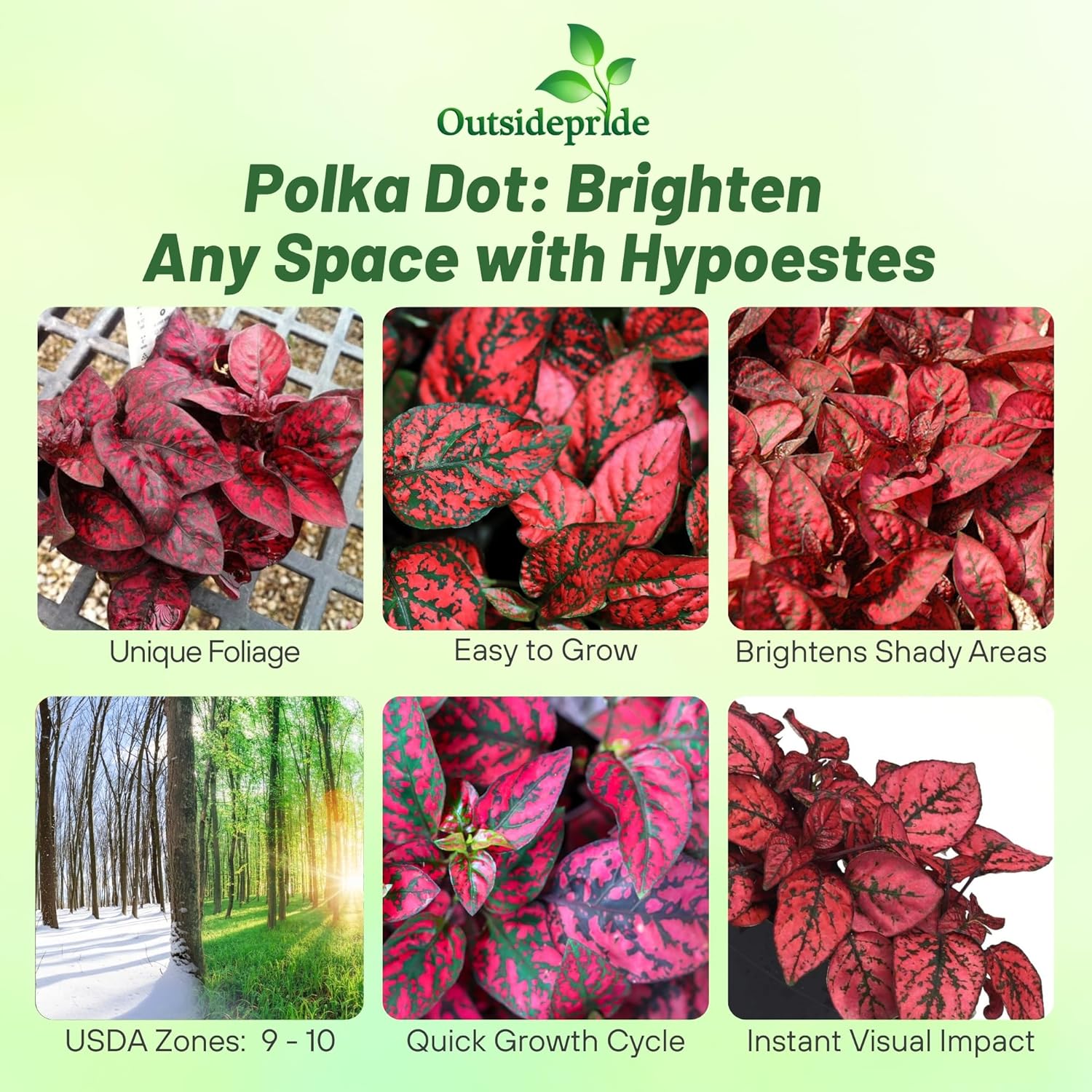Hypoestes Splash Red House Plants