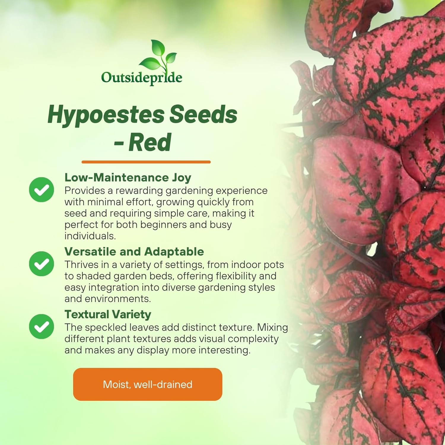 Hypoestes Splash Red Flower Seeds