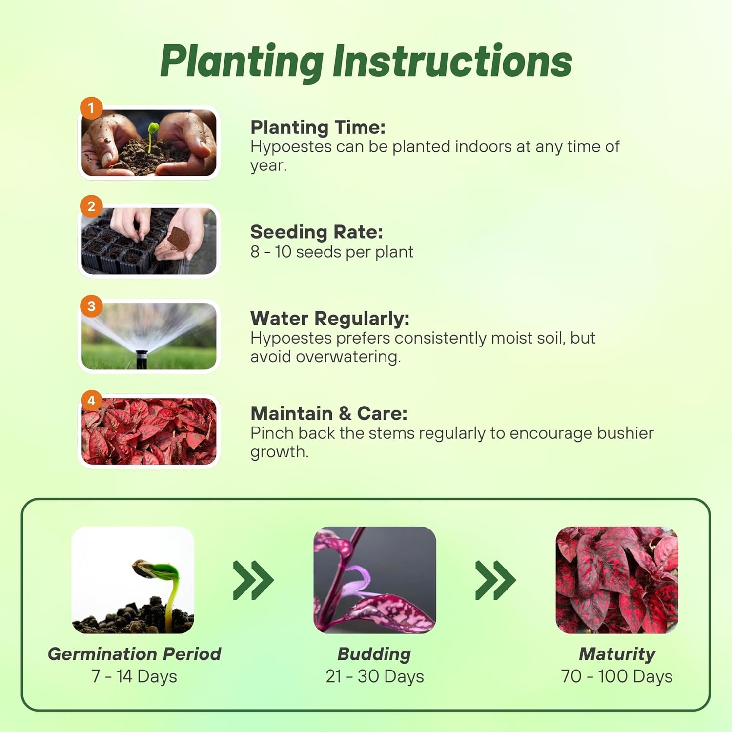 Hypoestes Splash Red Planting Directions