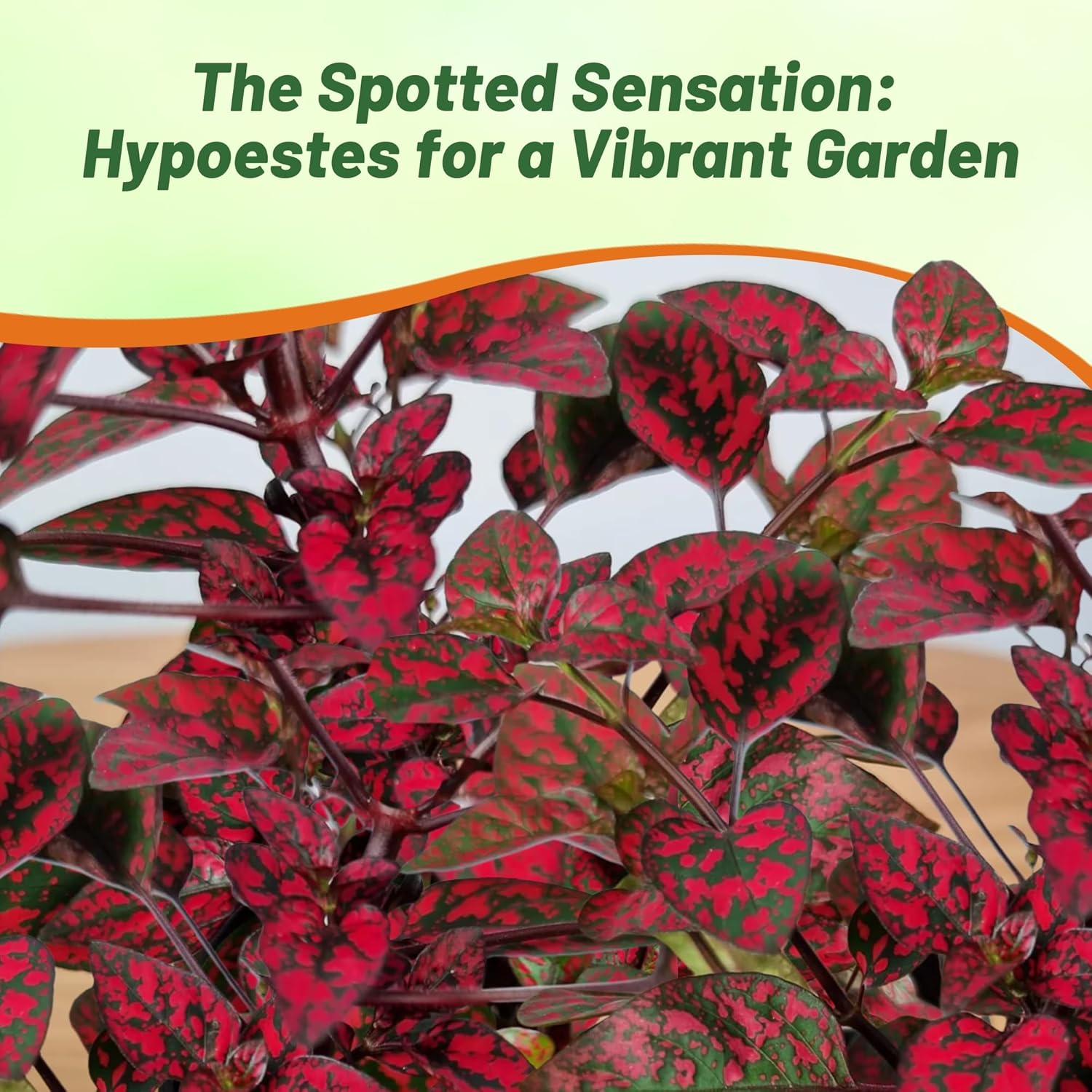 Hypoestes Splash Red Indoor Plants