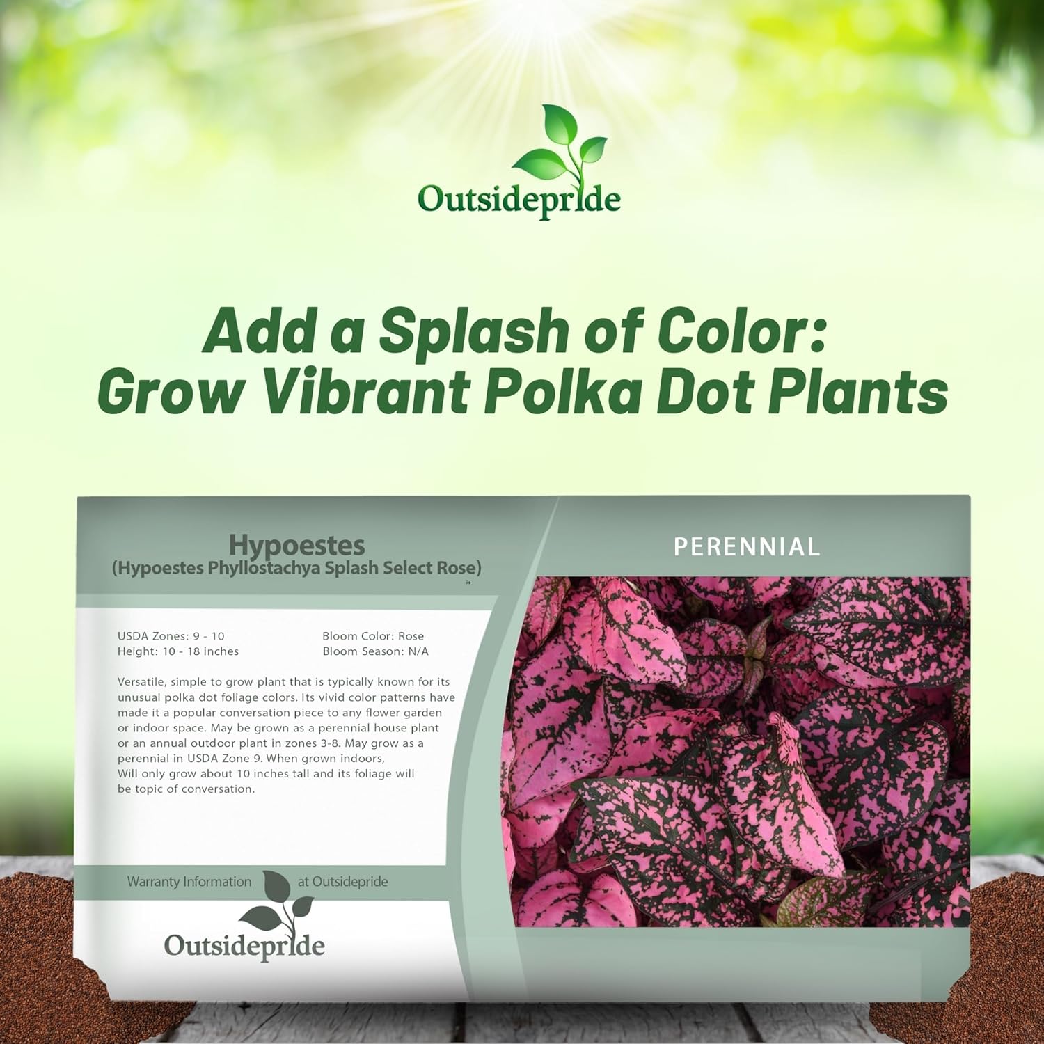 Hypoestes Splash Rose Seed Packet