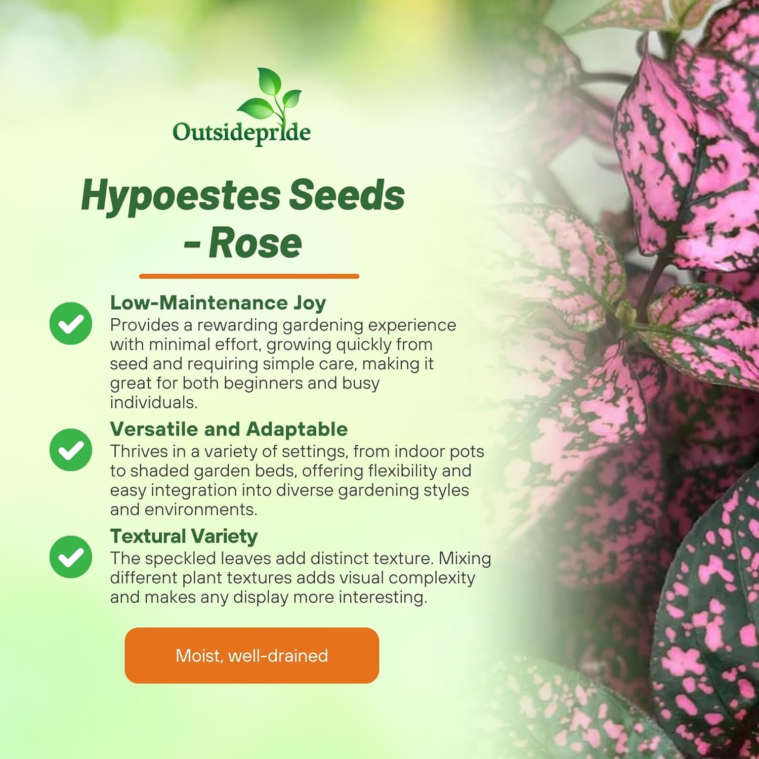 Hypoestes Rose Flower Seeds