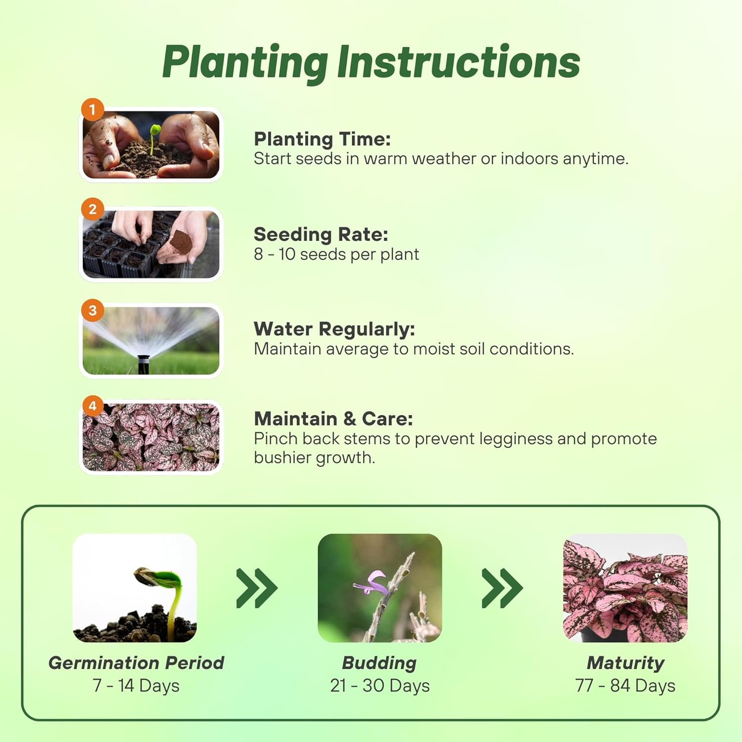 Hypoestes Splash Rose Planting Directions