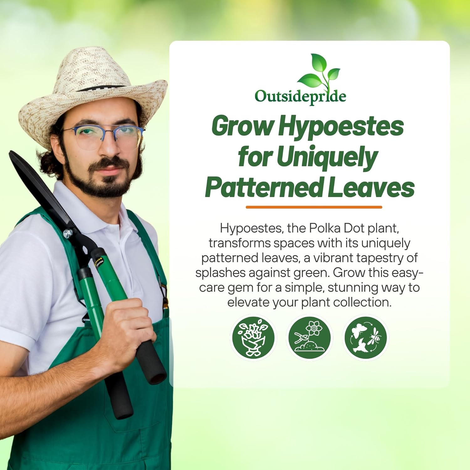 Hypoestes Splash Rose Indoor Plants