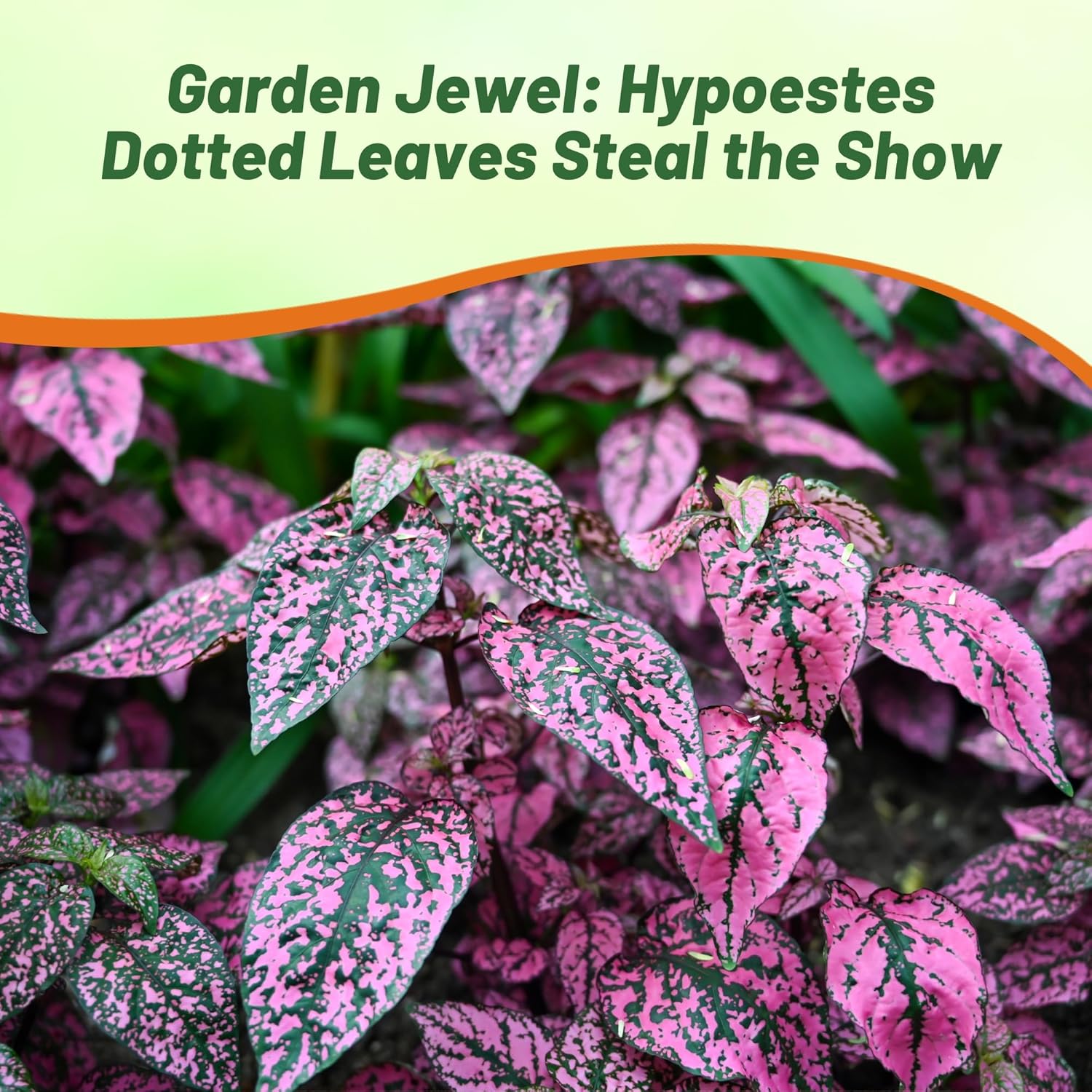 Hypoestes Splash Rose House Plants