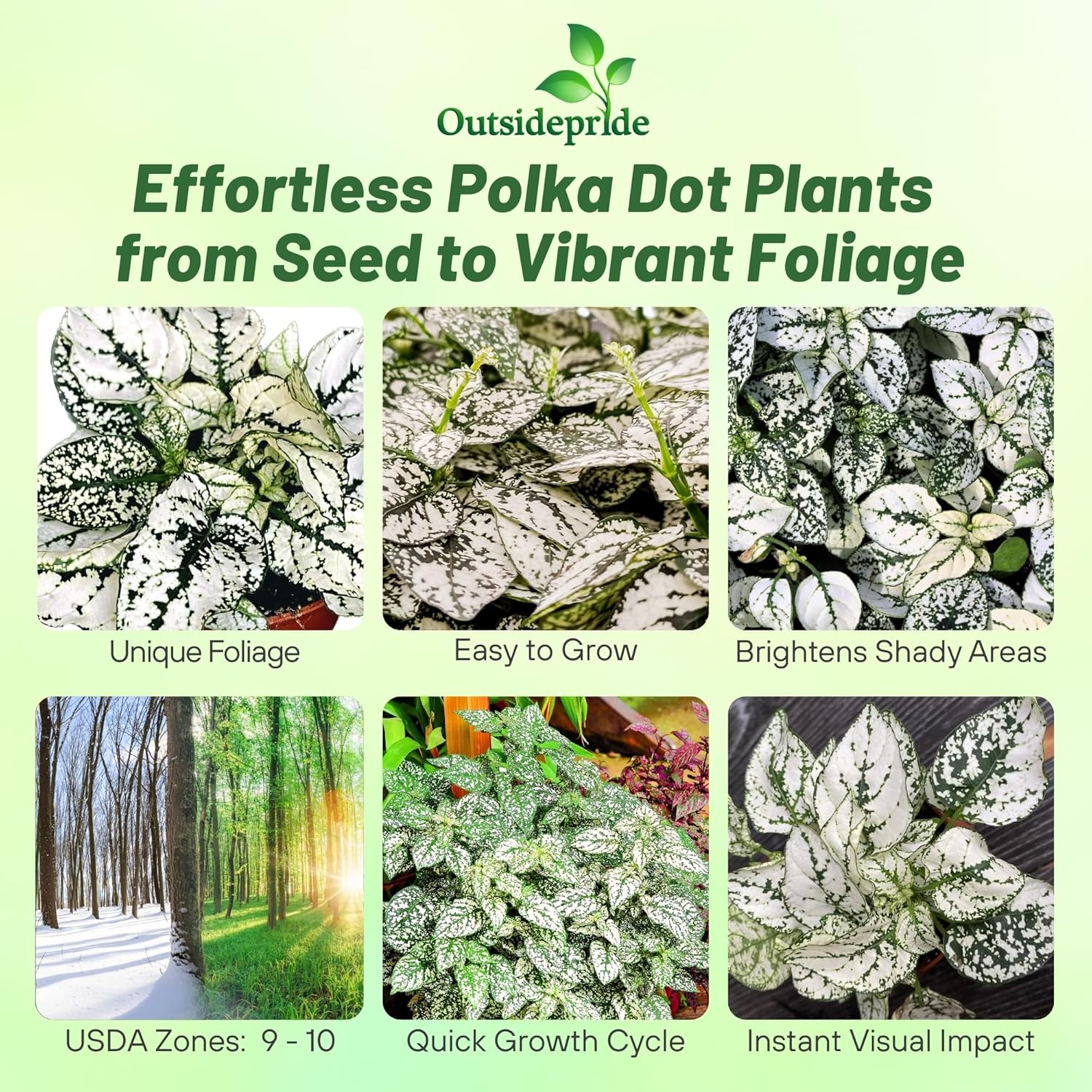 Hypoestes Splash White Foliage Plants