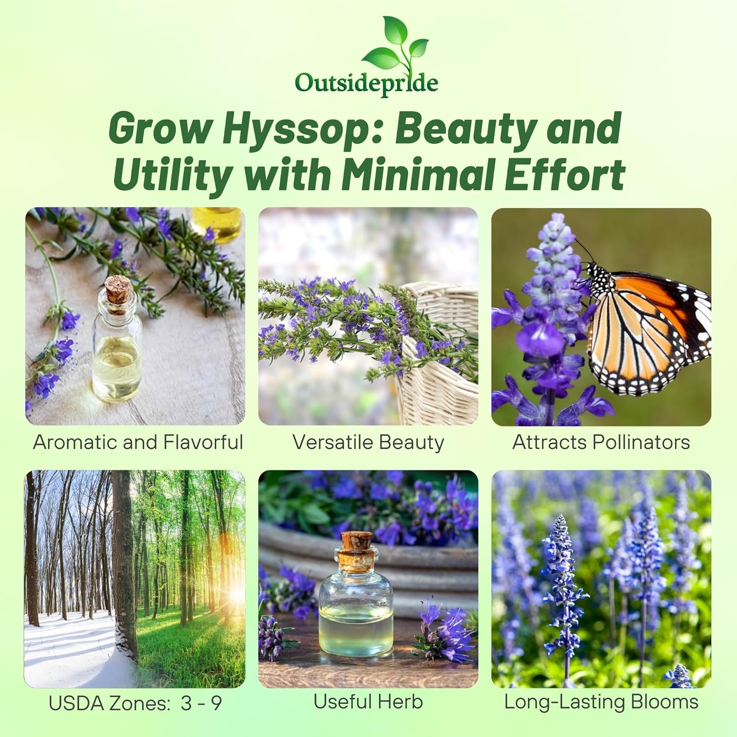 Hyssopus Officinalis Blue Herb