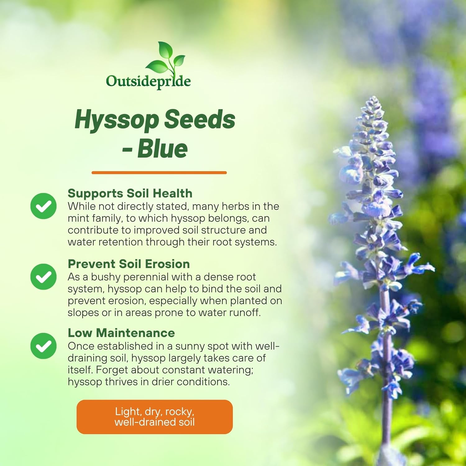 Perennial Hyssop Blue Herb Garden Plant