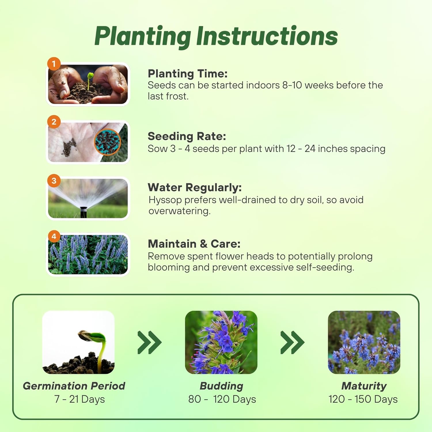 Bushy Hyssop Blue Herb Seed Planting Directions