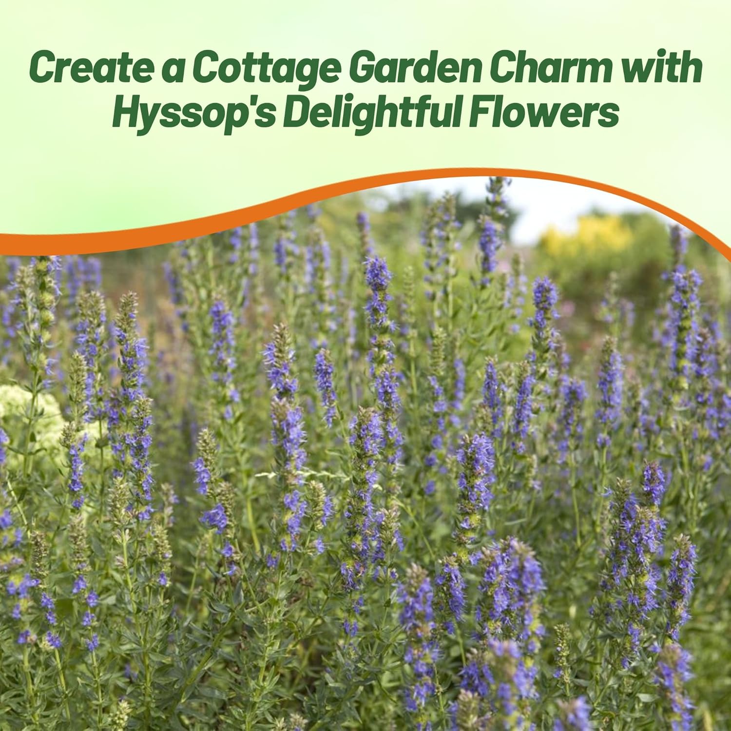 Hyssop Blue Herb Pollinating Plants