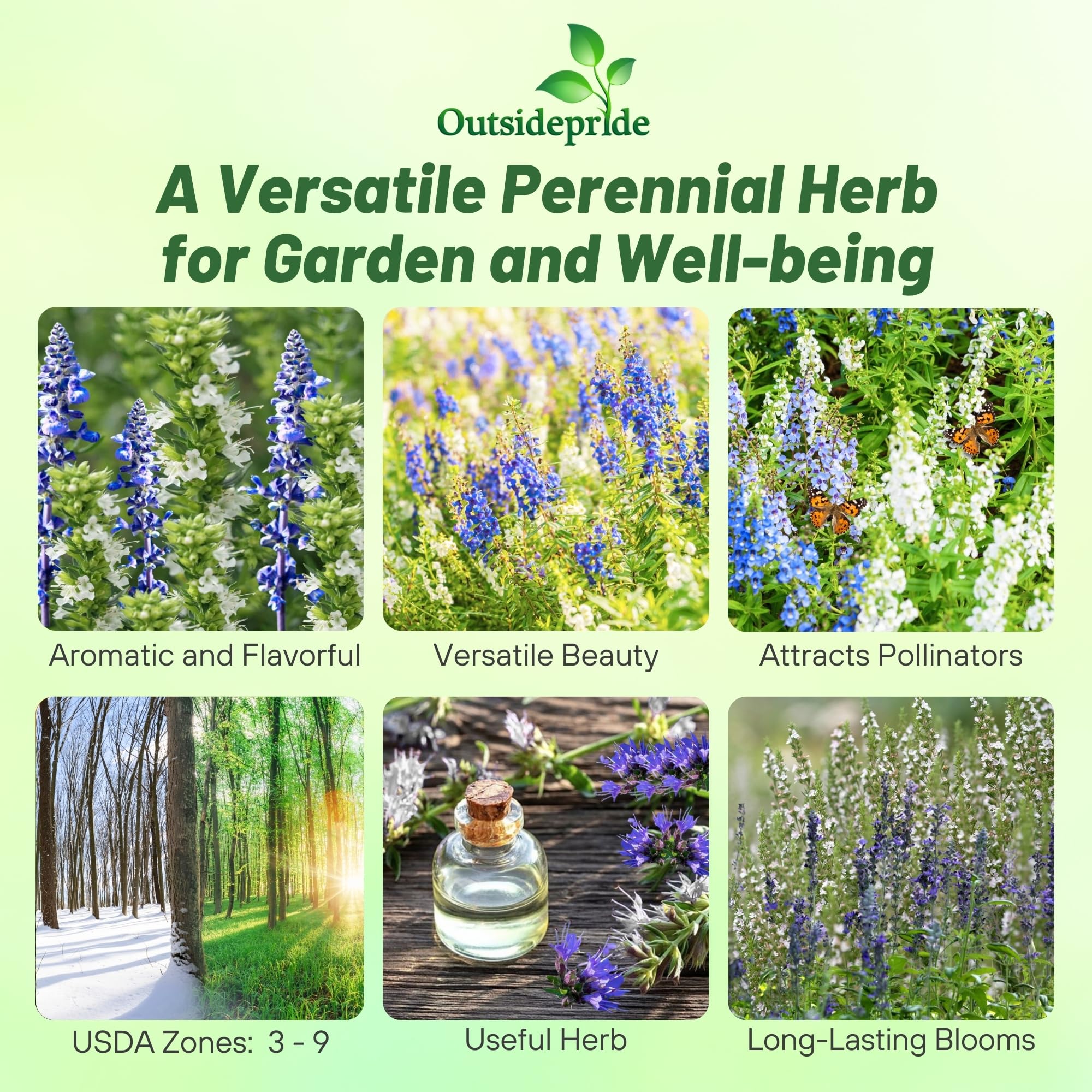 Hyssopus Officinalis Mix Herb Plants